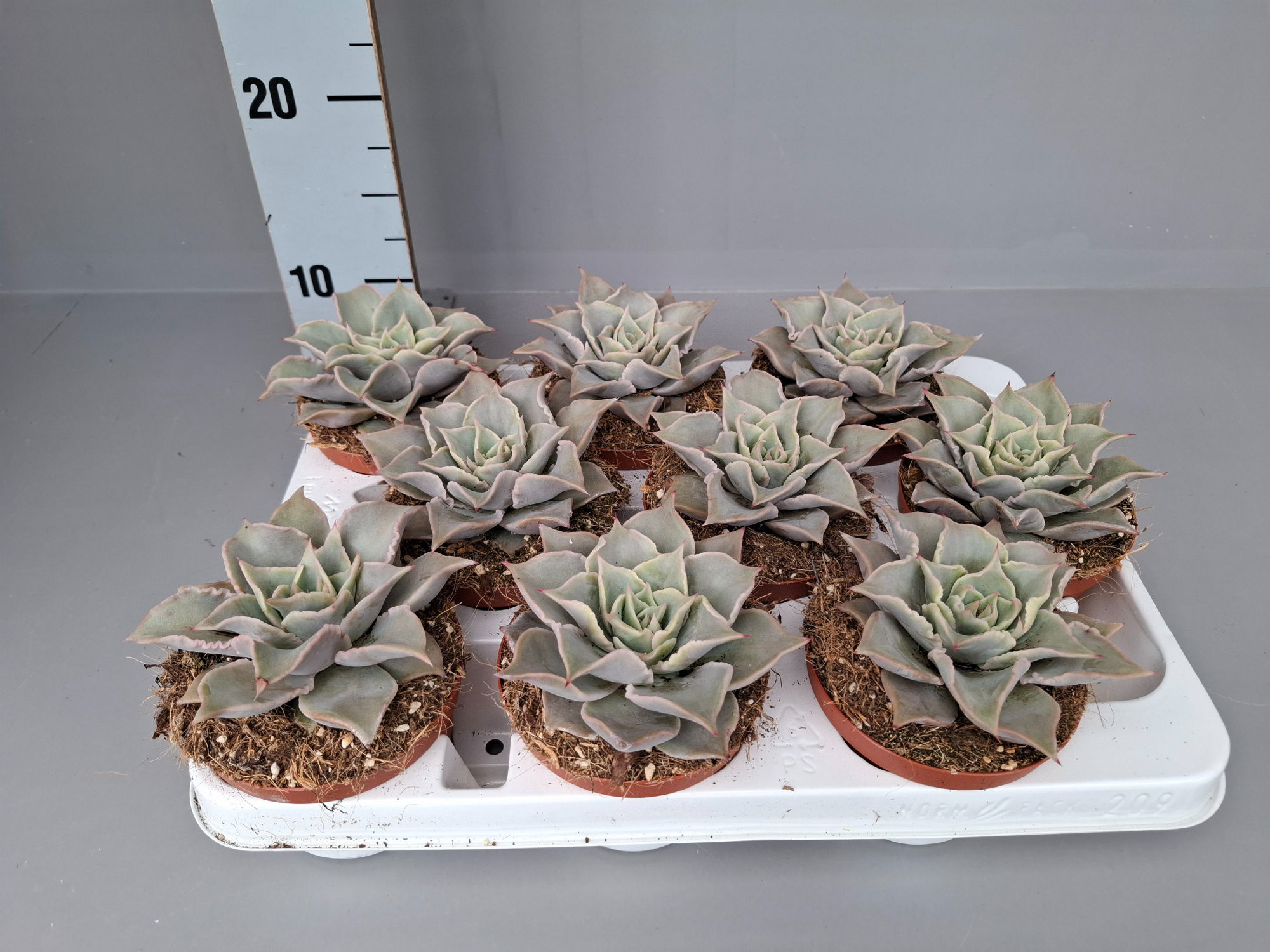 Echeveria Madiba (Maradiba) 11 cm x9, D 11