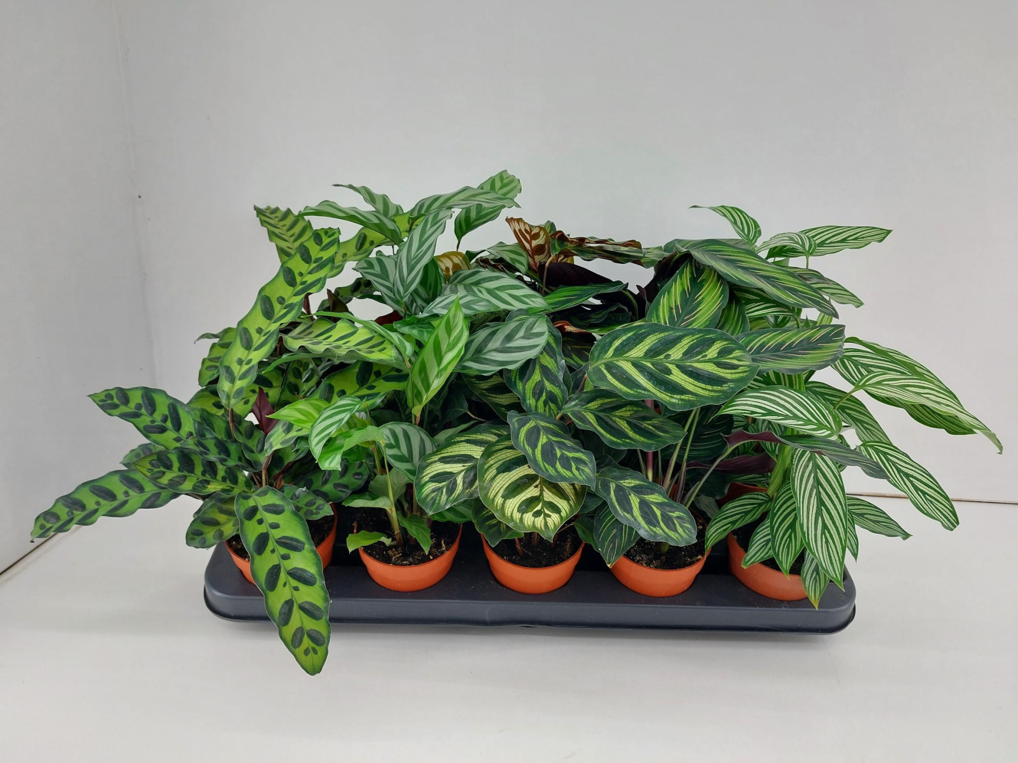 TDM P9 : Calathea mix P9, D 9