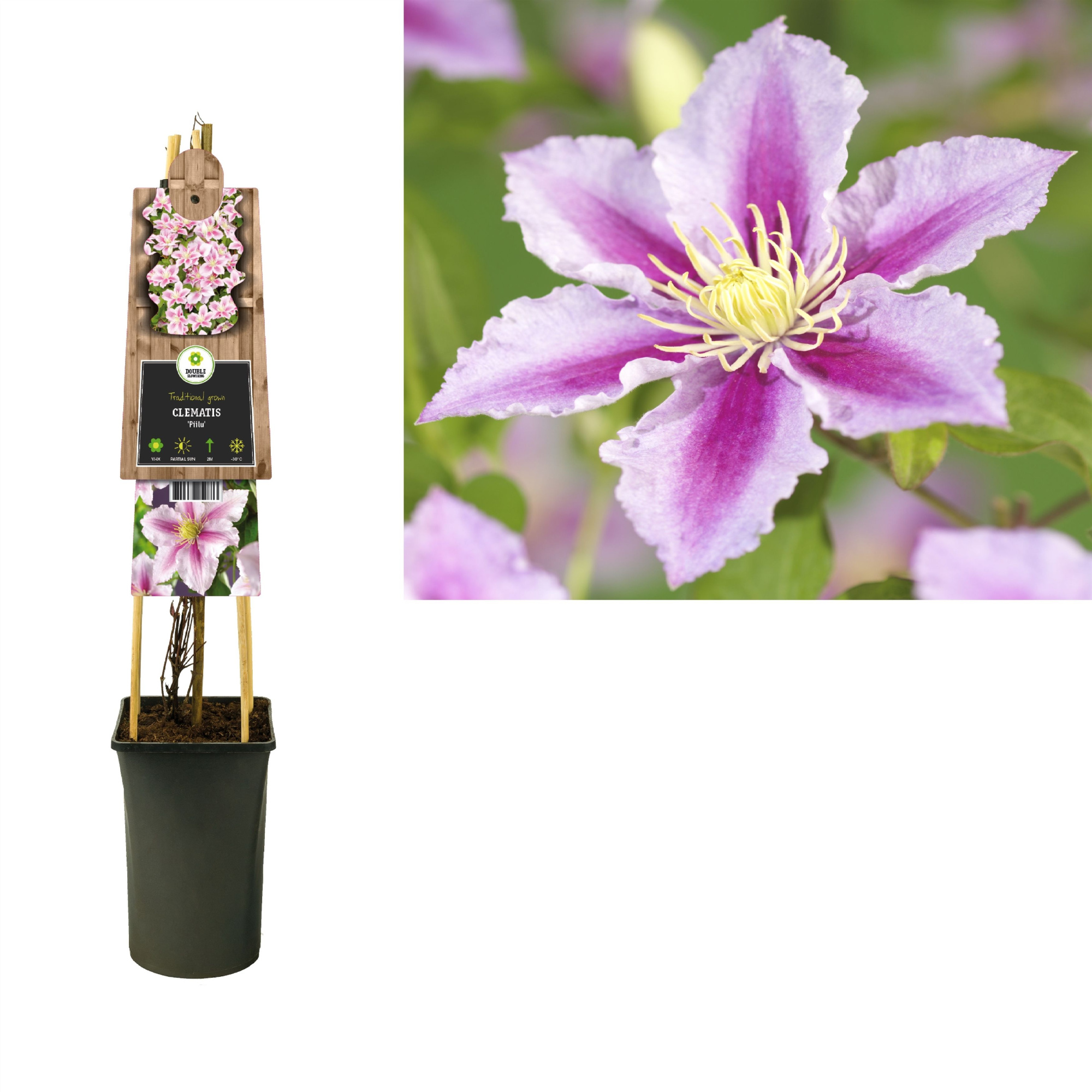 Clematis 'Piilu' +3.0 label, D 17