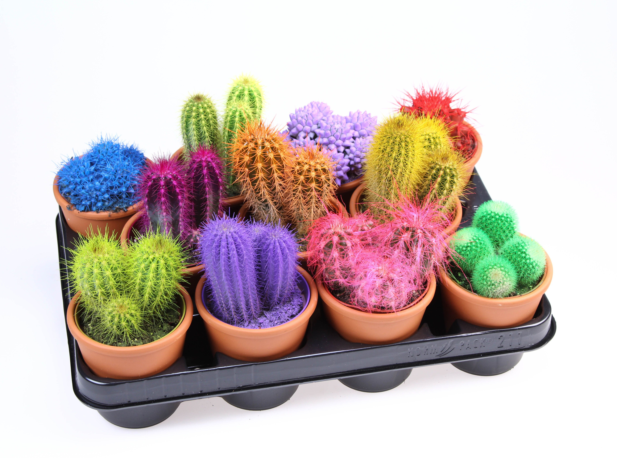 Rainbow Cactus in Rozenpot, D 8,5