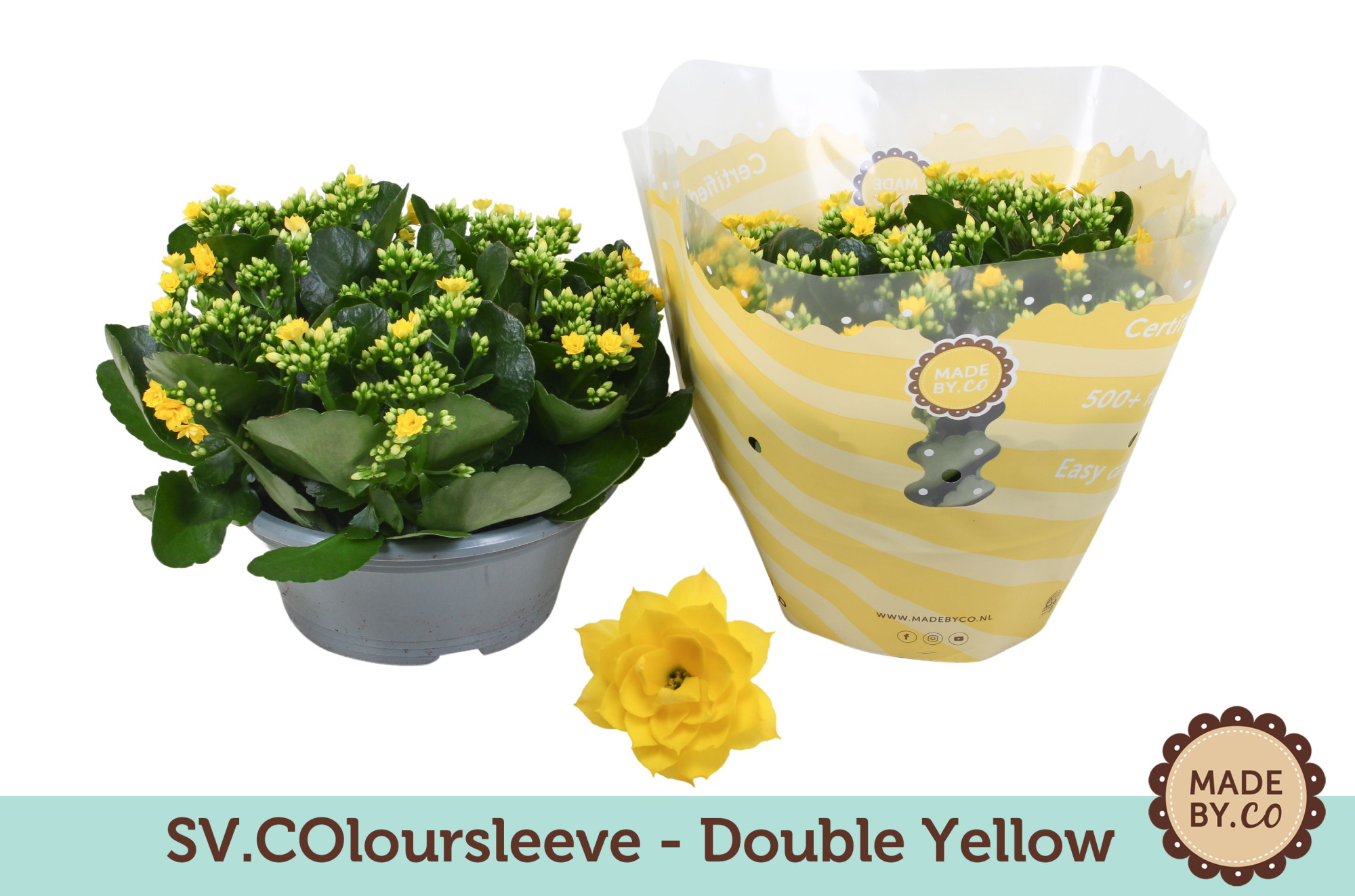 Kalanchoë Double Yellow in SV.COloursleeve, D 23