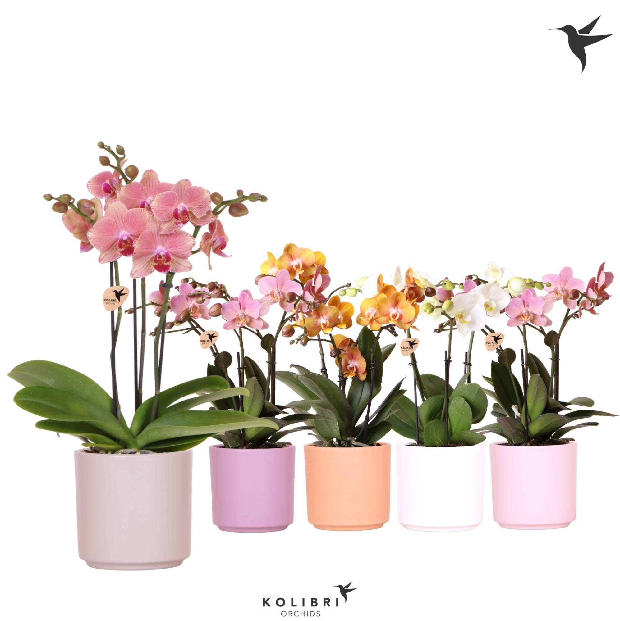 Kolibri Orchids Phalaenopsis Jewel mix 3 spike in Simplicity pot, D 12