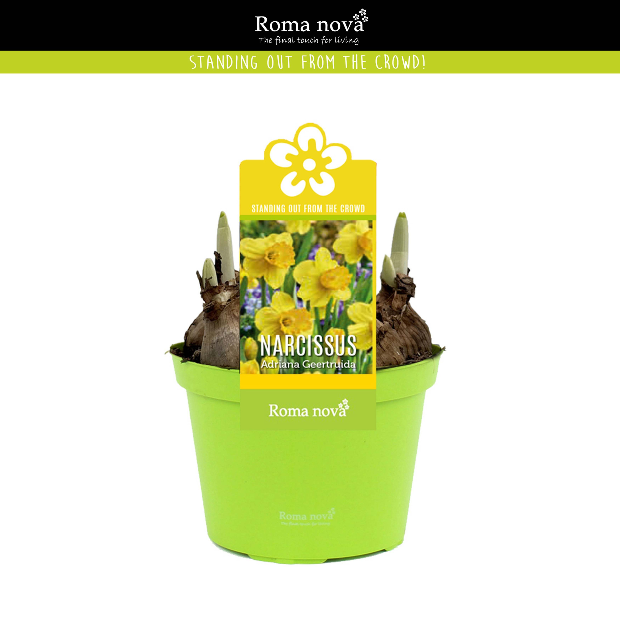 Narcissus Adriana Geertruida 12cm, D 12