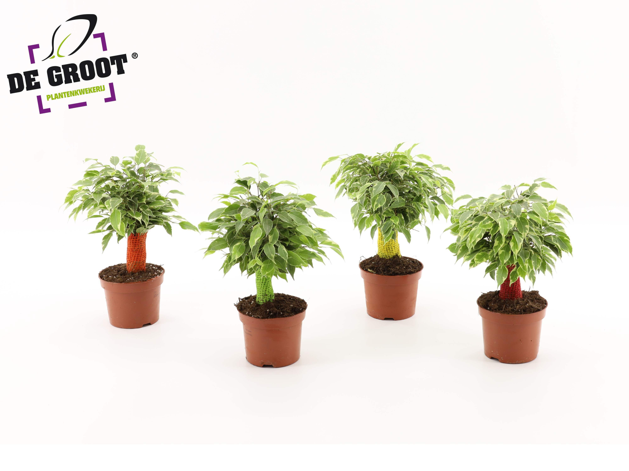 Ficus kinky jute (gekleurde stam), D 12