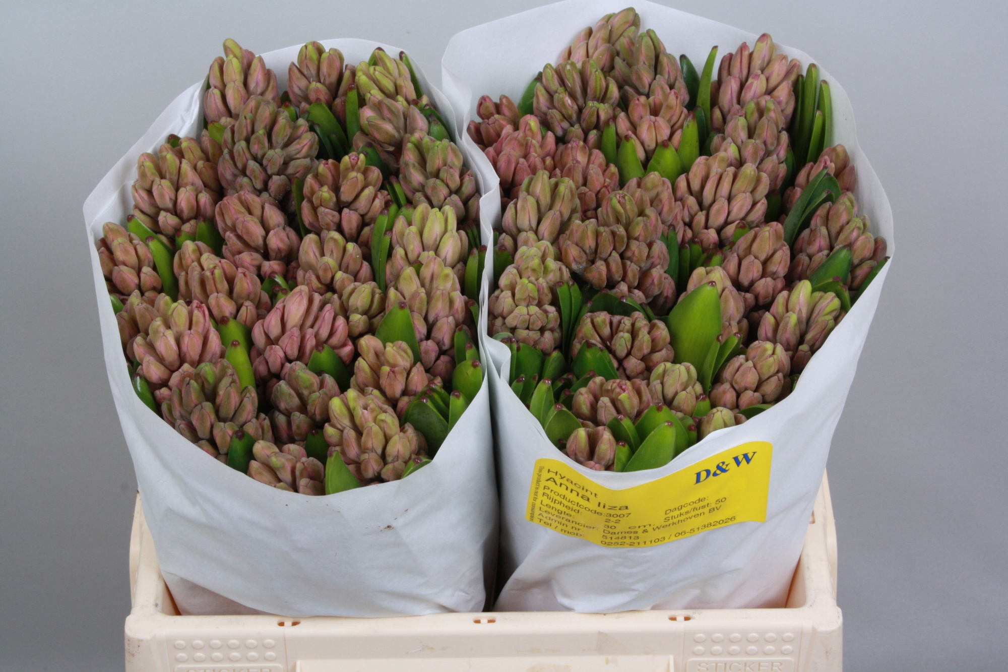 Гиацинт Анна Лиза, шт.