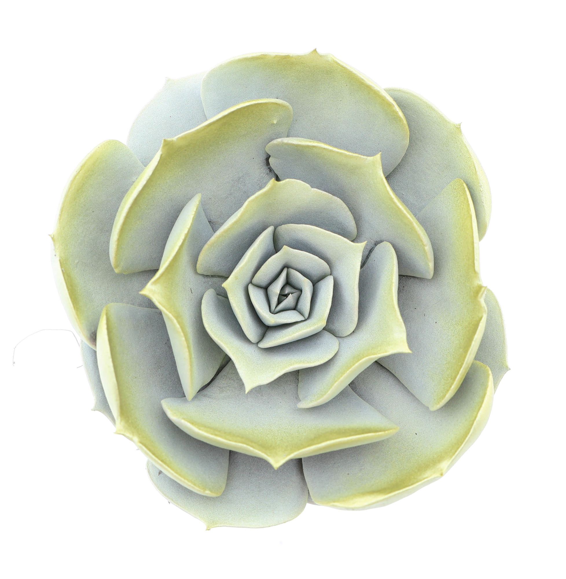 Pollux white + gold tips, D 8,5