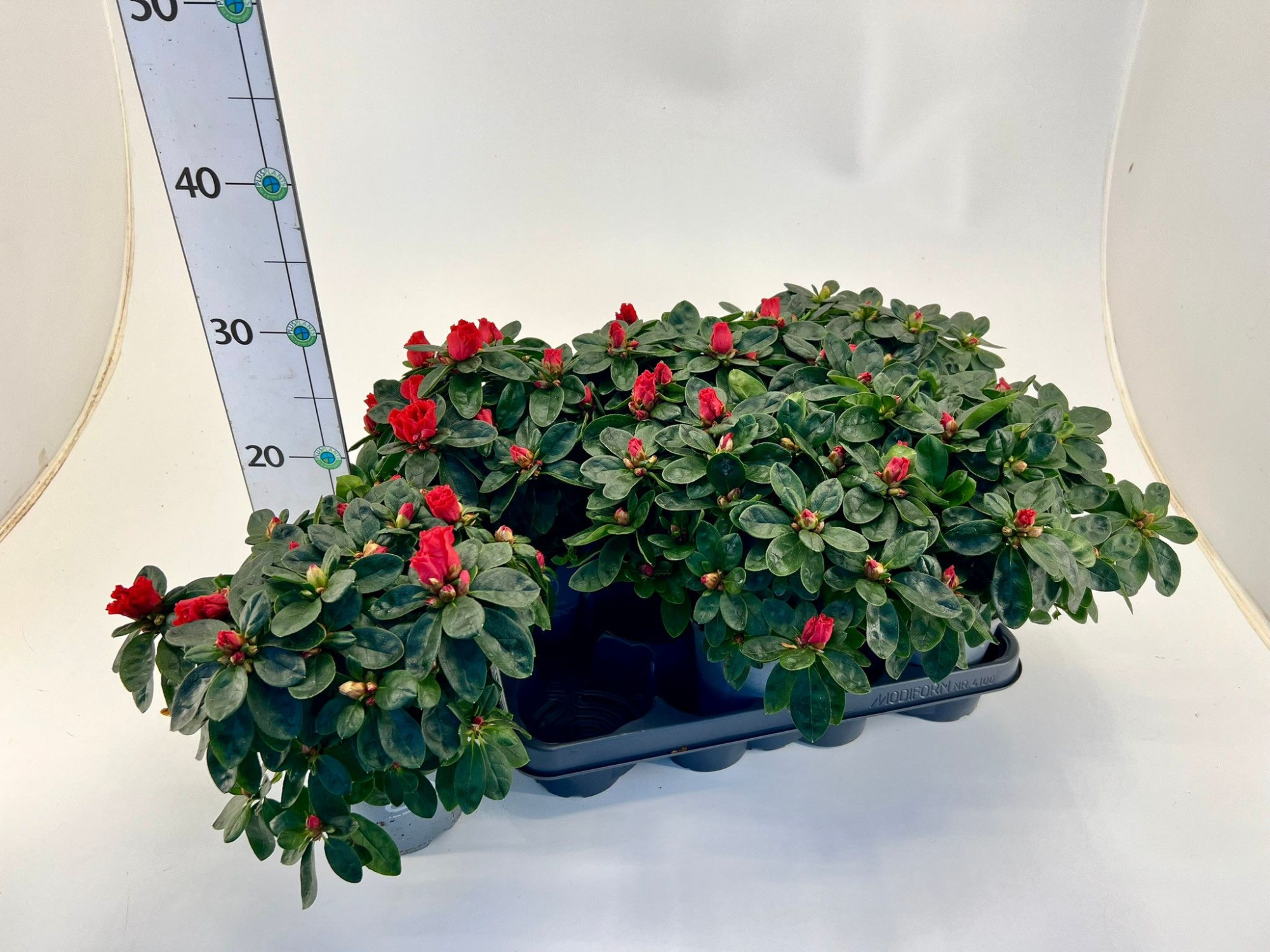 Rhododendron simsii T12 red, D 12