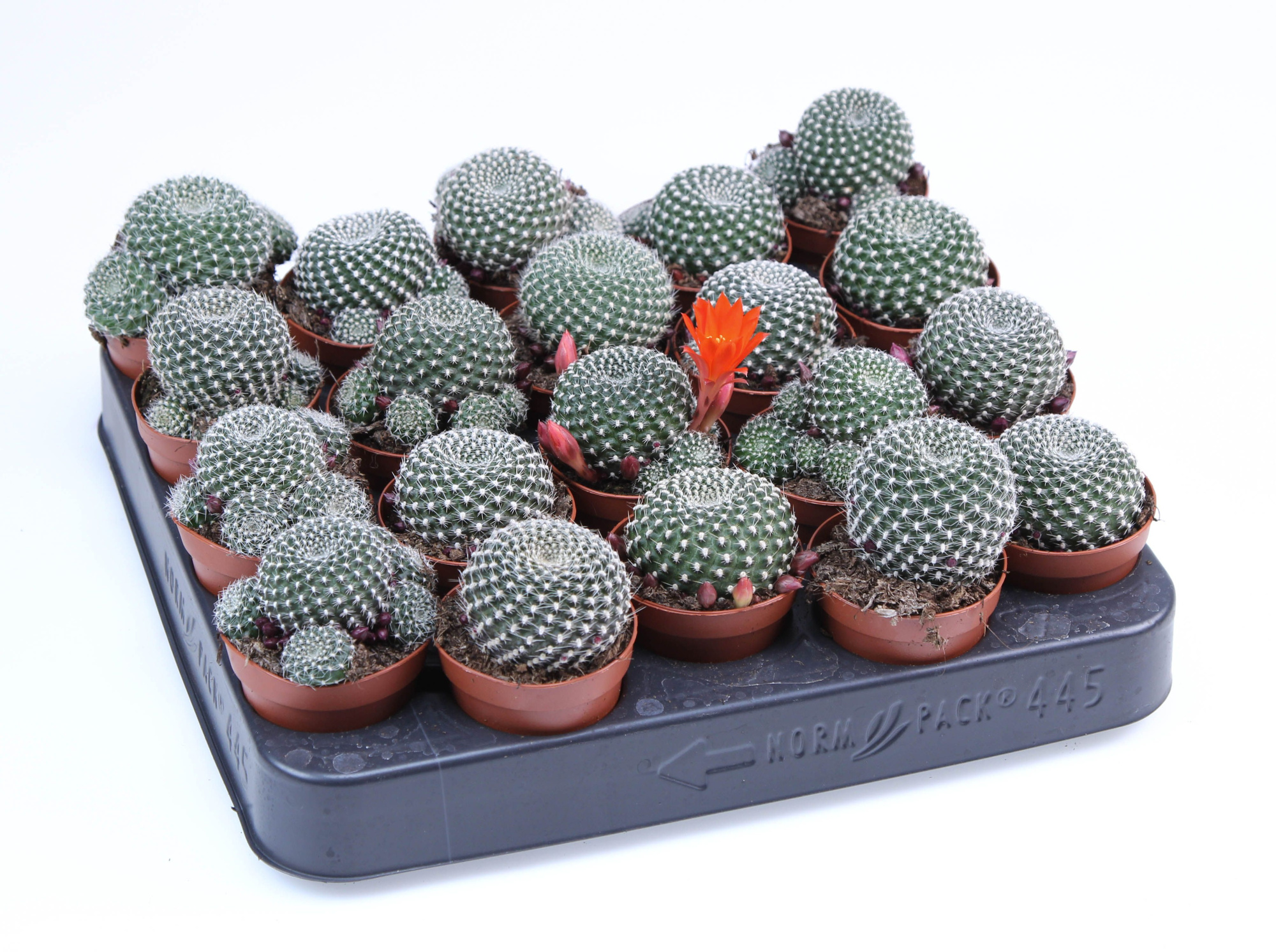 Rebutia Krainziana E, D 5,5