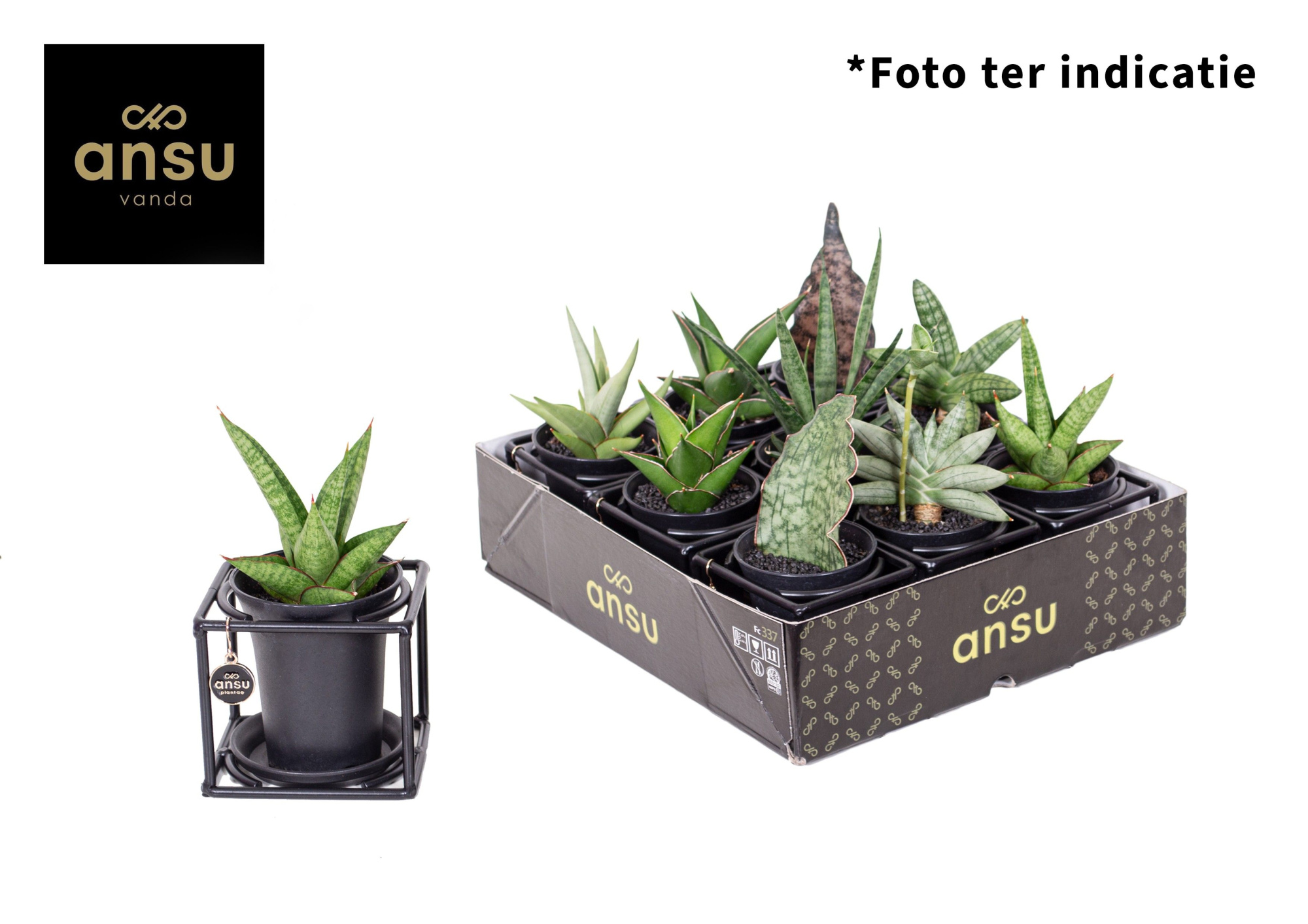 Sansevieria in design frame mix, D 10