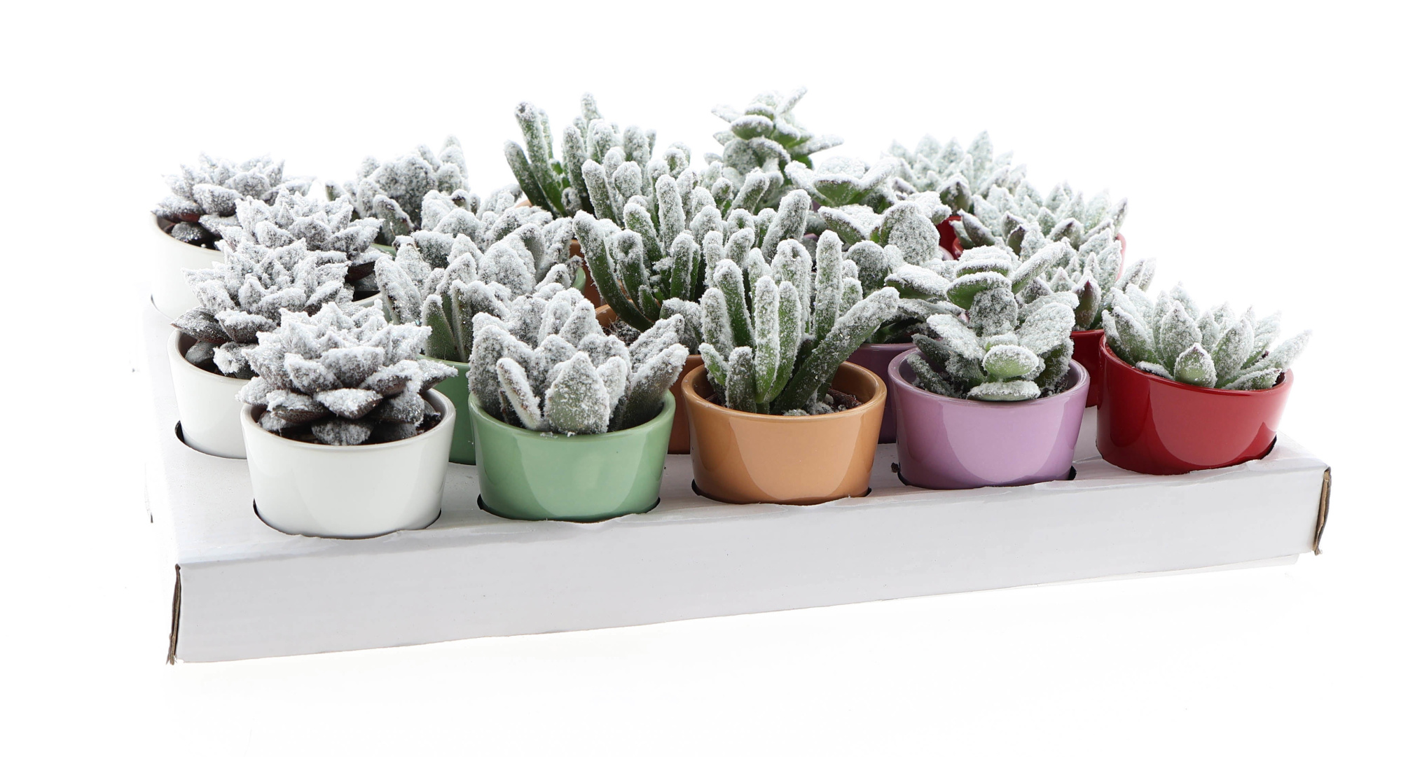 Kleurpot succulent snow, D 5,5