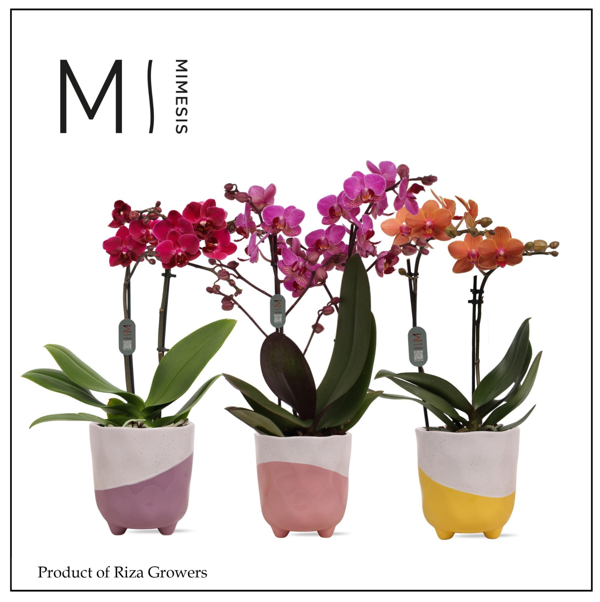 Phalaenopsis Multi Mix 2 spike – 12cm in Gabby | Mimesis, D 12