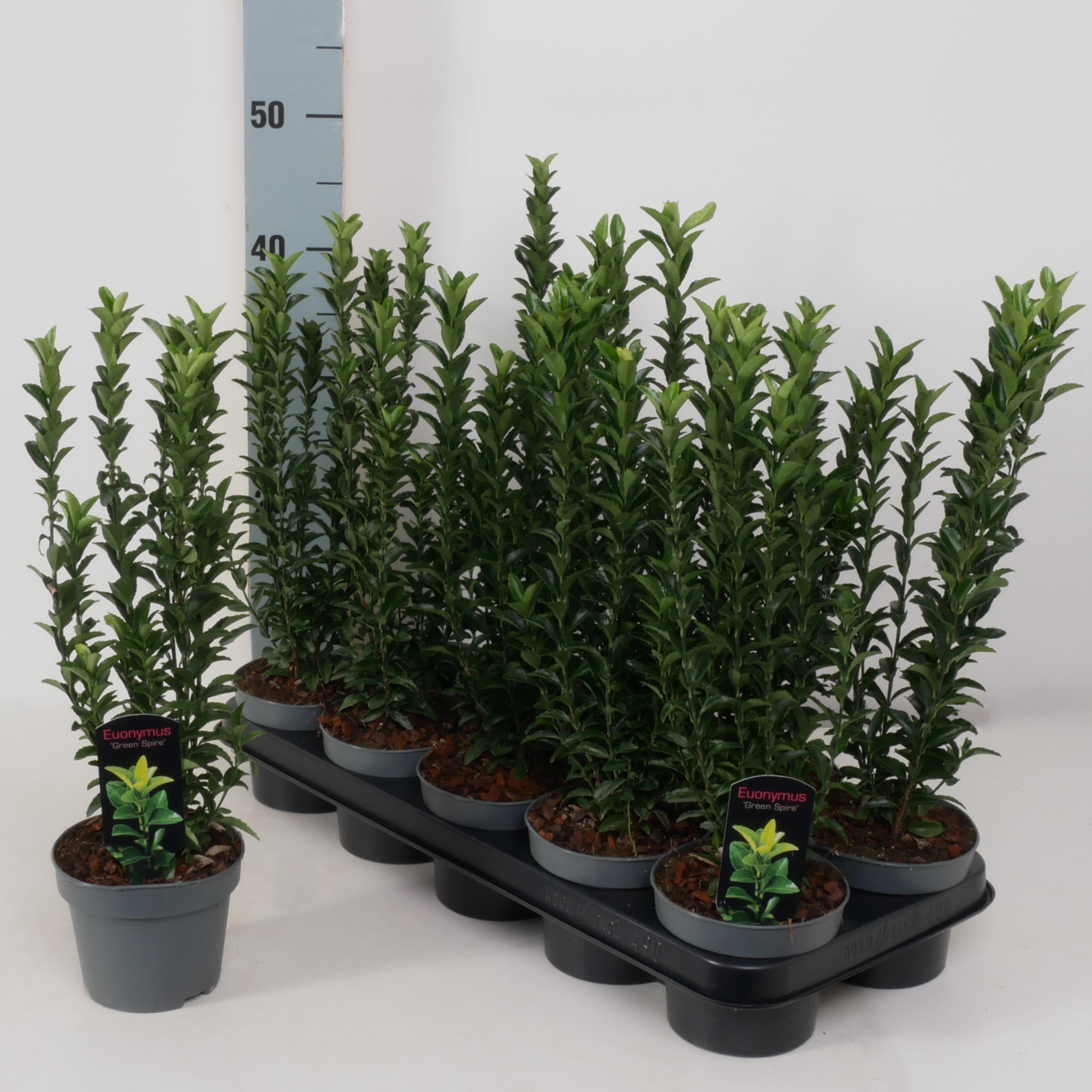 Euonymus jap. 'Green Spire' P12, D 12