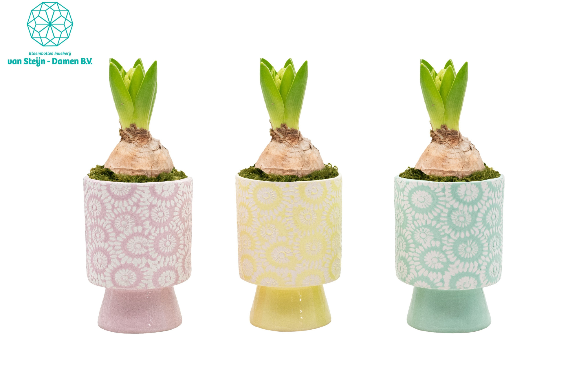 Hyacinthus 'Floral Footsie' (Without Moss), D 10