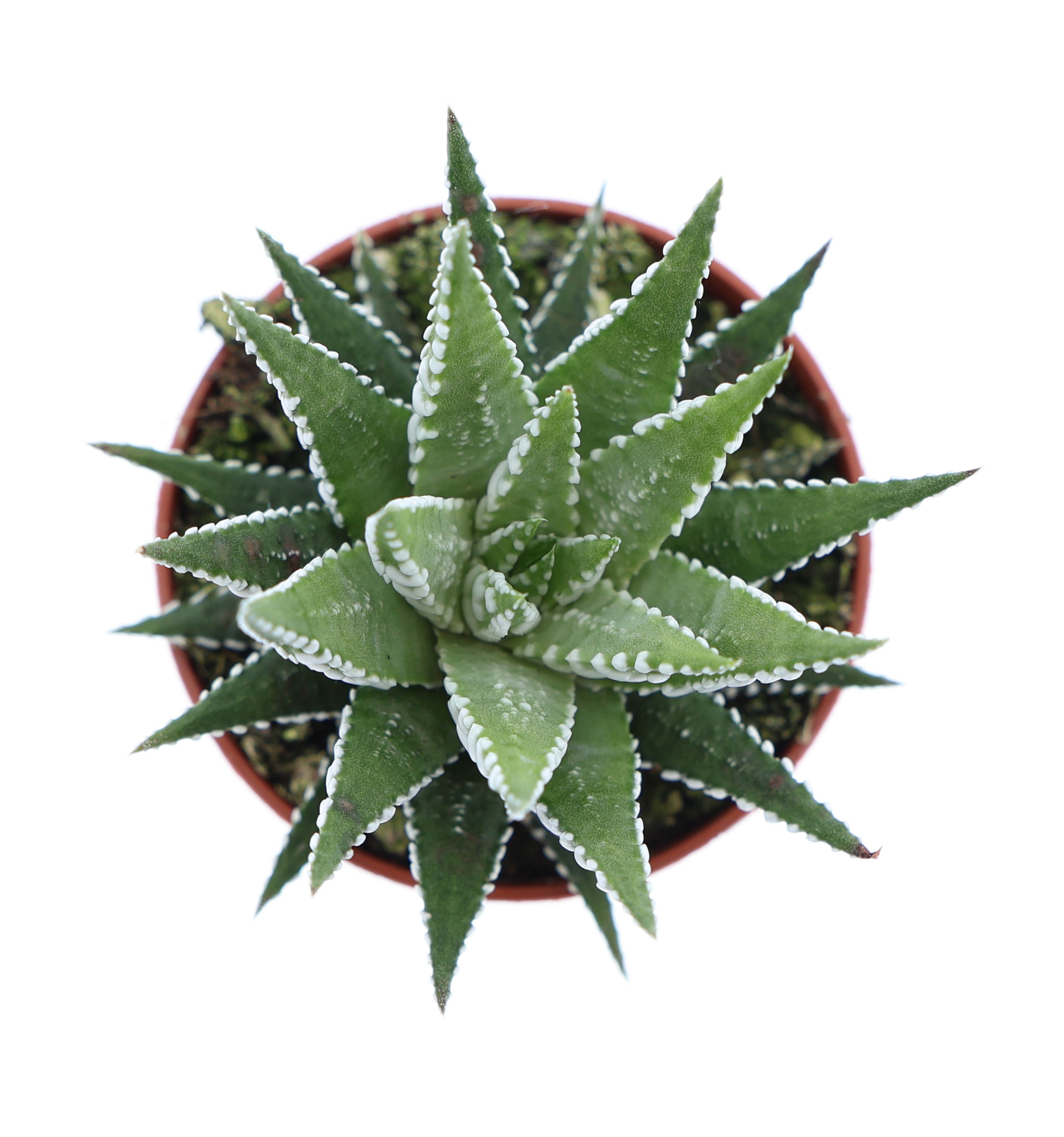 Haworthia fasciata big band, D 5,5