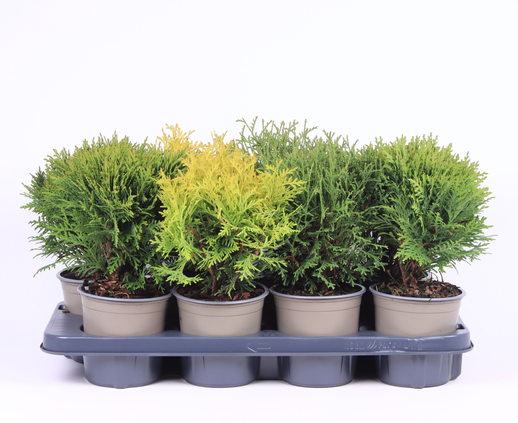 Bolvormige mix P-13, D 13