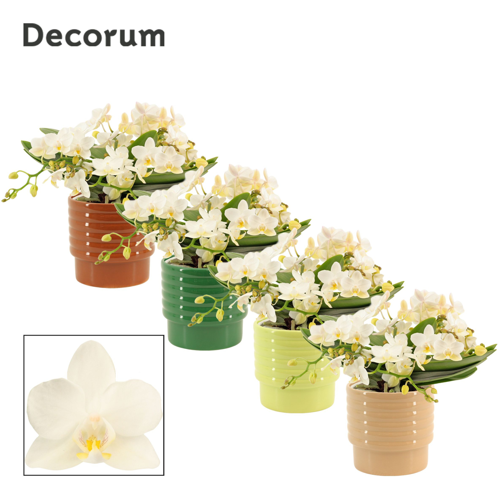 Phalaenopsis Table Whitney 4+ tak in Naemi (Natural bubble-colle, D 12