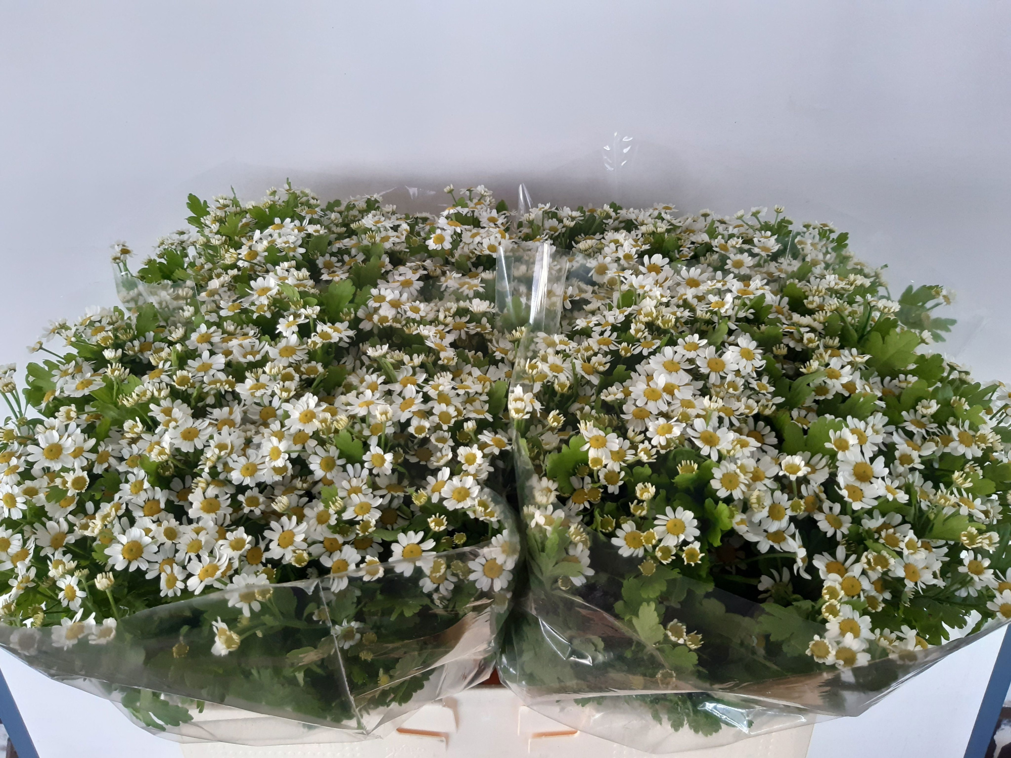 Танацетум Камерон 55 (бел.), шт.