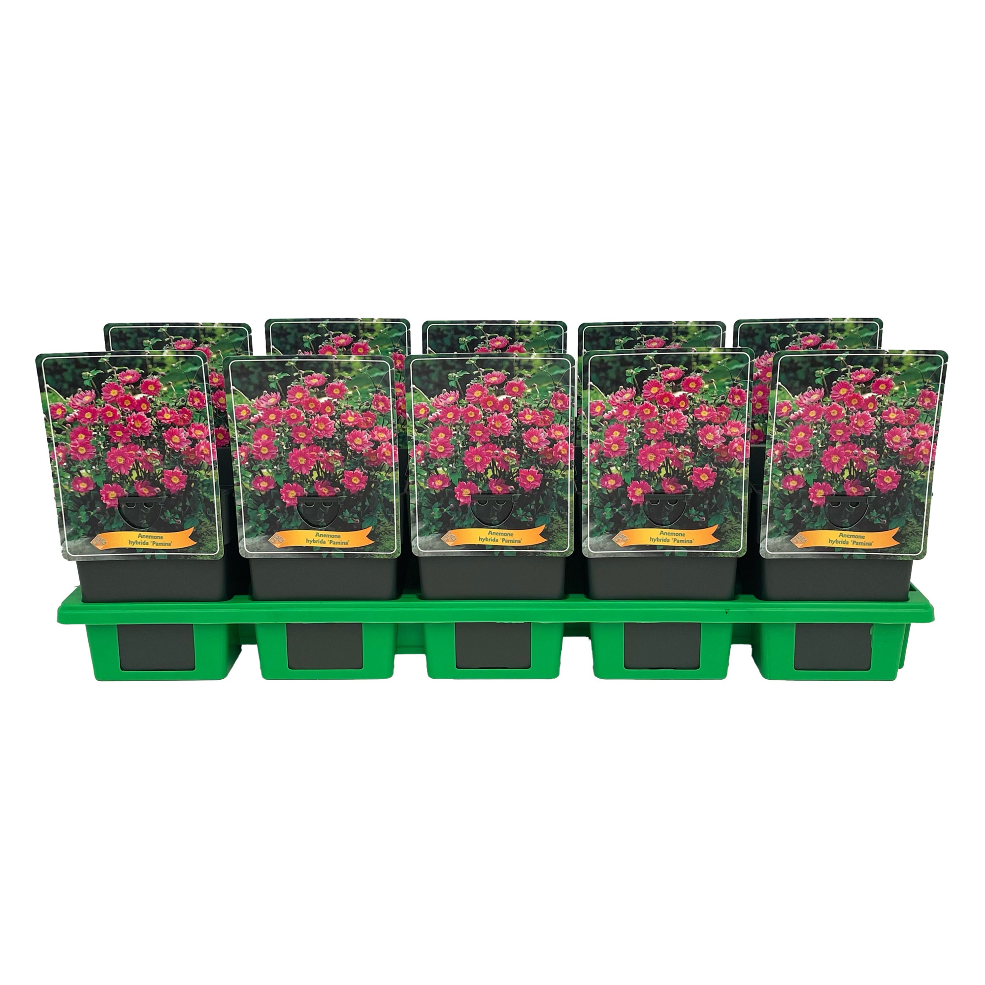 Anemone Pamina P11, D 11