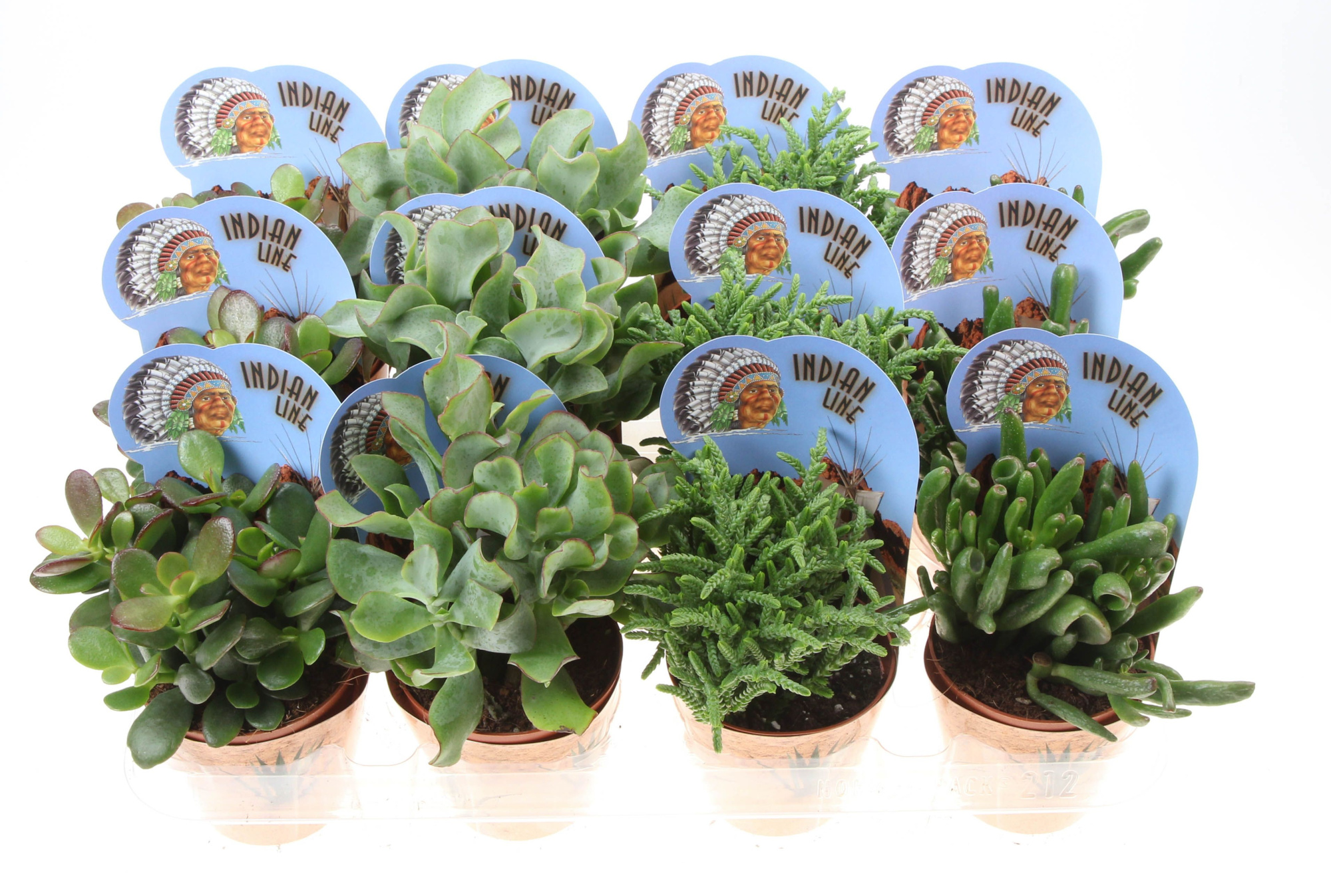 Potcover indian line crassula mix, D 8,5