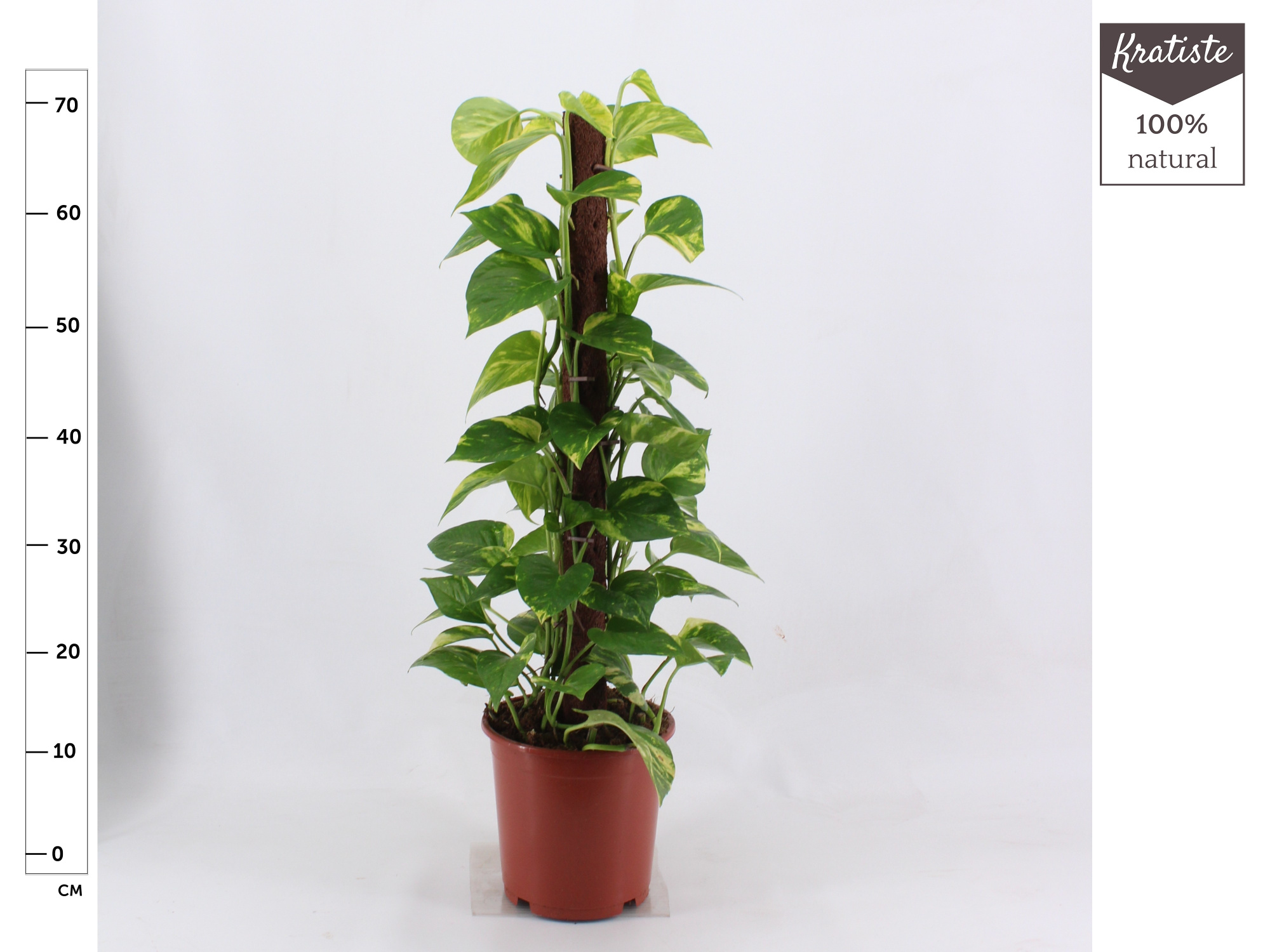 epipremnum kratiste klimstok 80 cm, D 19