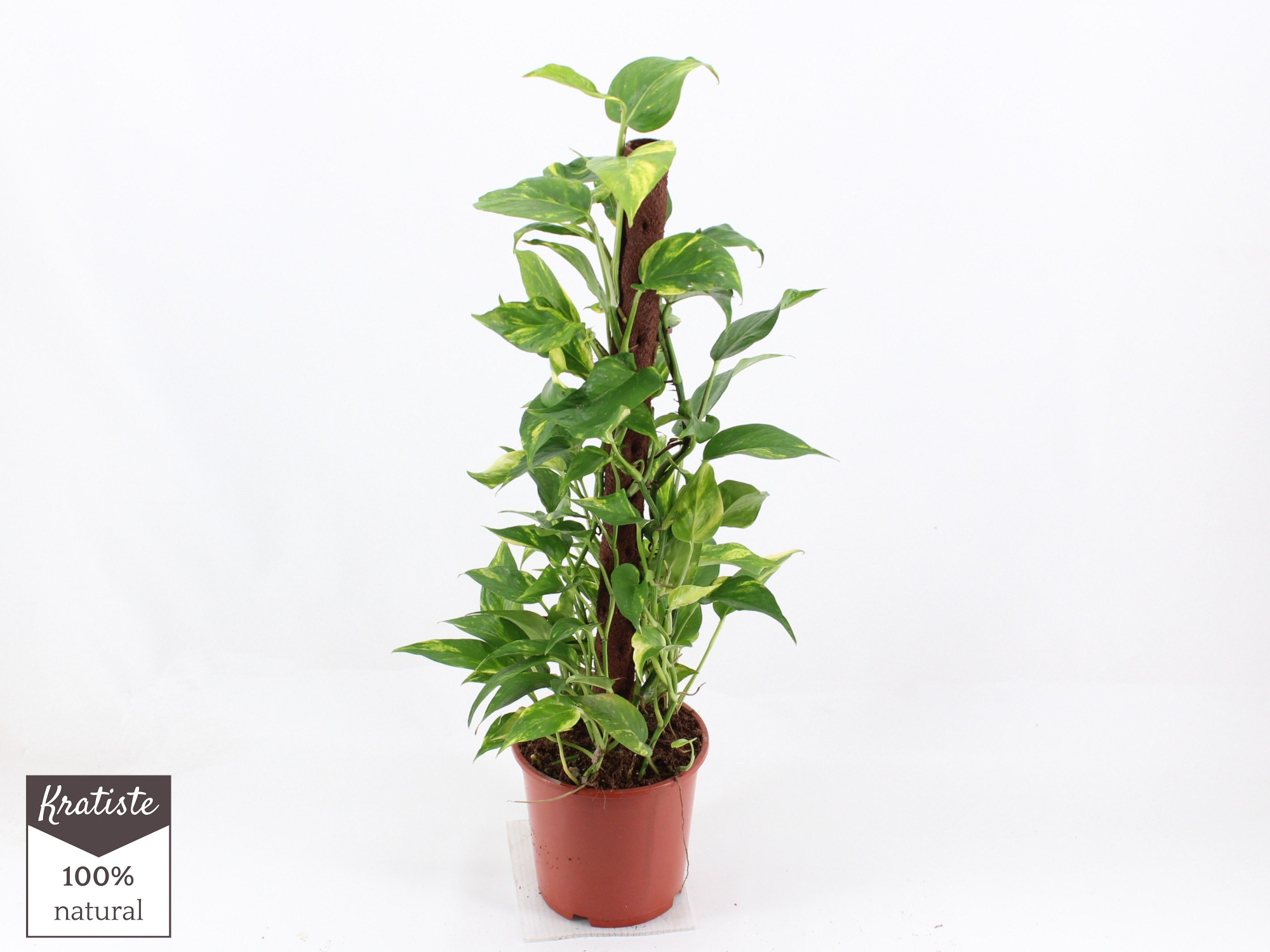 epipremnum needle, D 19