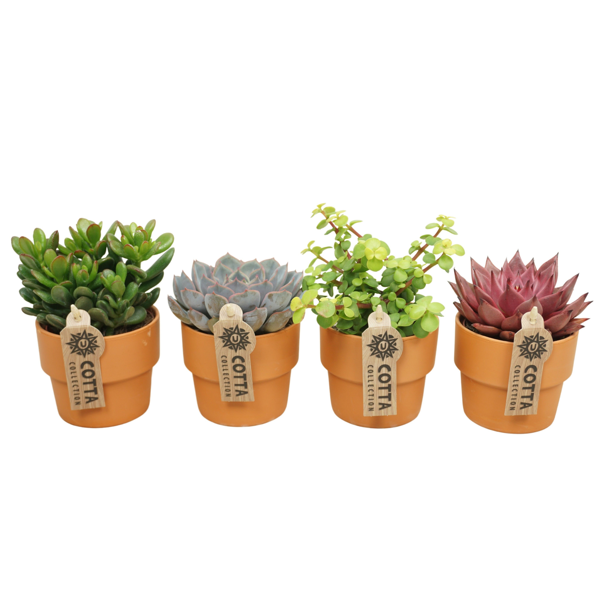 Succulent mix in 10 cm 'Terracotta Kraagpot', D 8,5