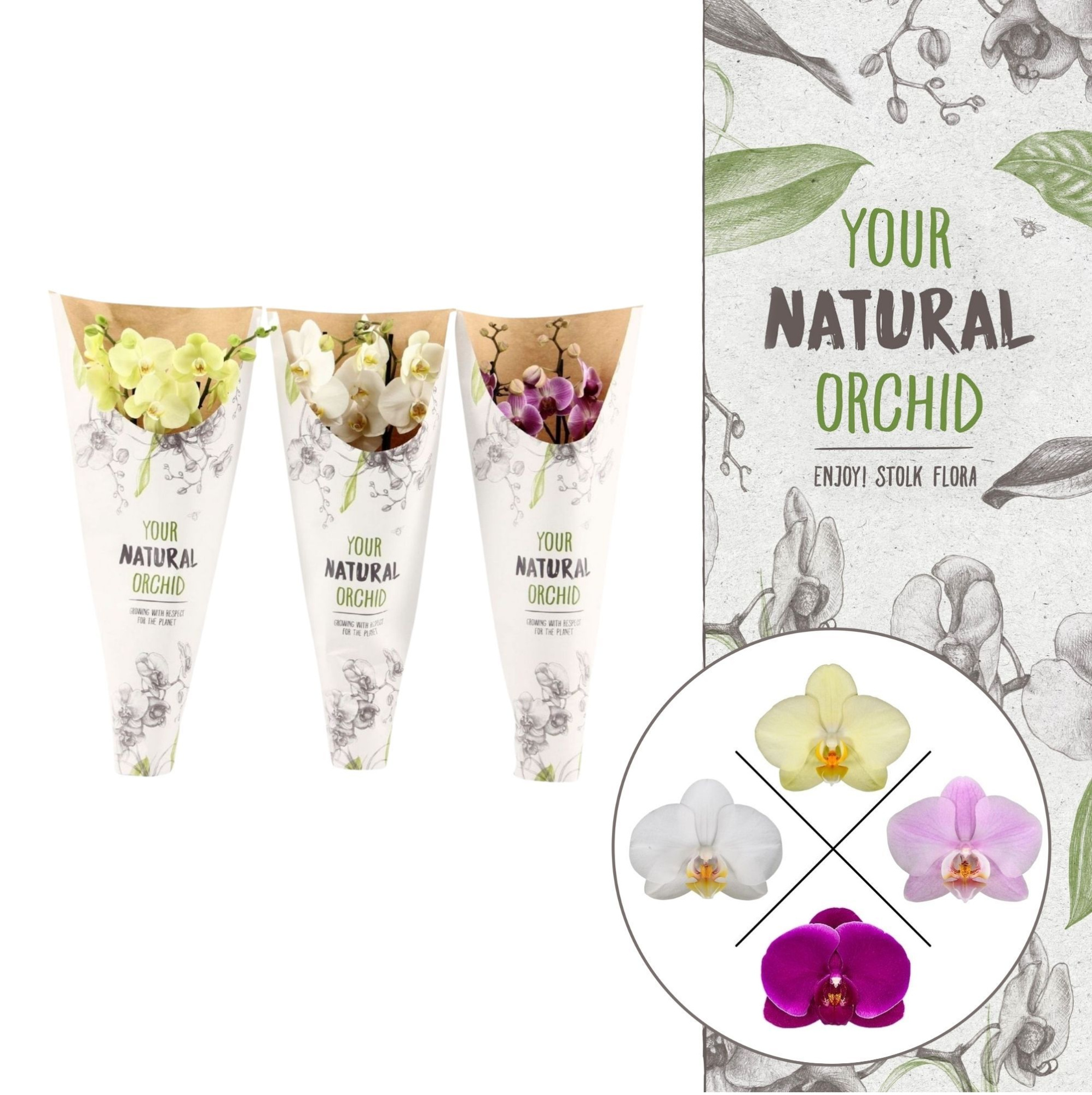 Your Natural Orchid | Mix in paper sleeve | Phalaenopsis 2 spike, D 12
