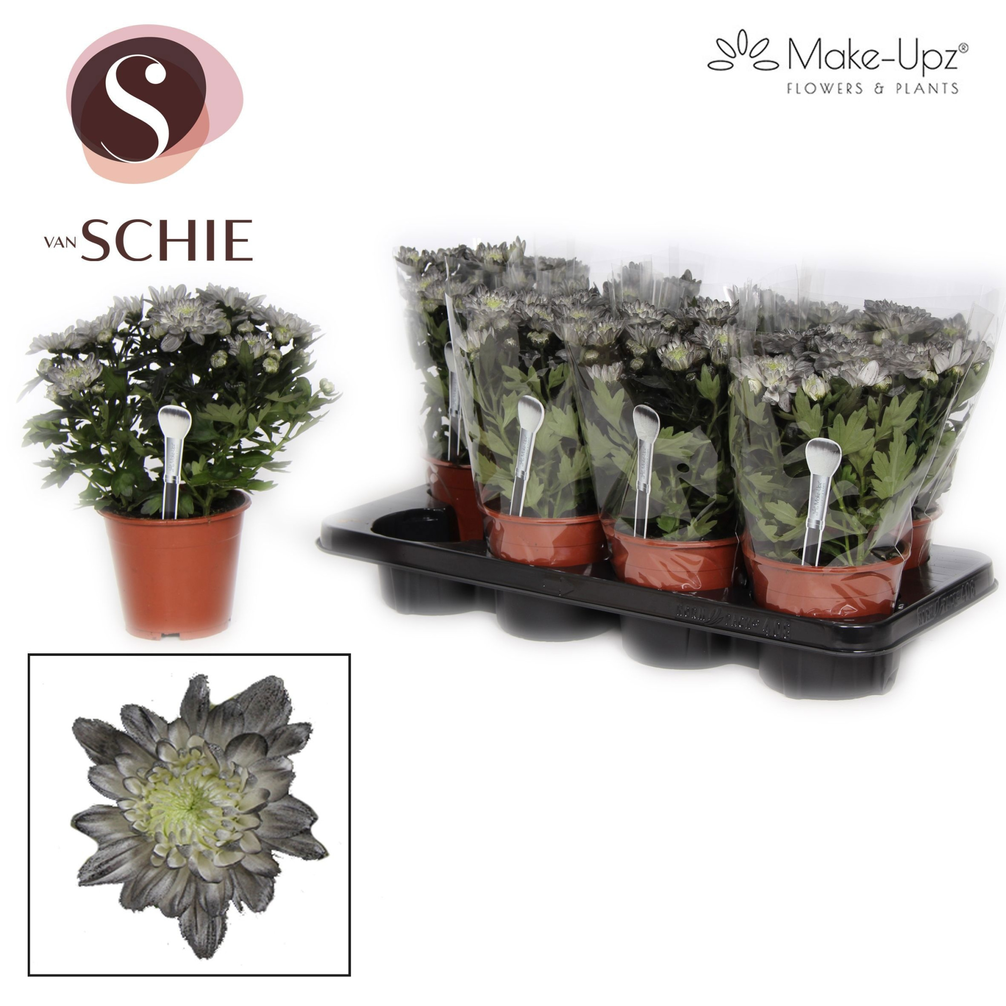 Ch Grandezza Make-Upz® Black, D 13