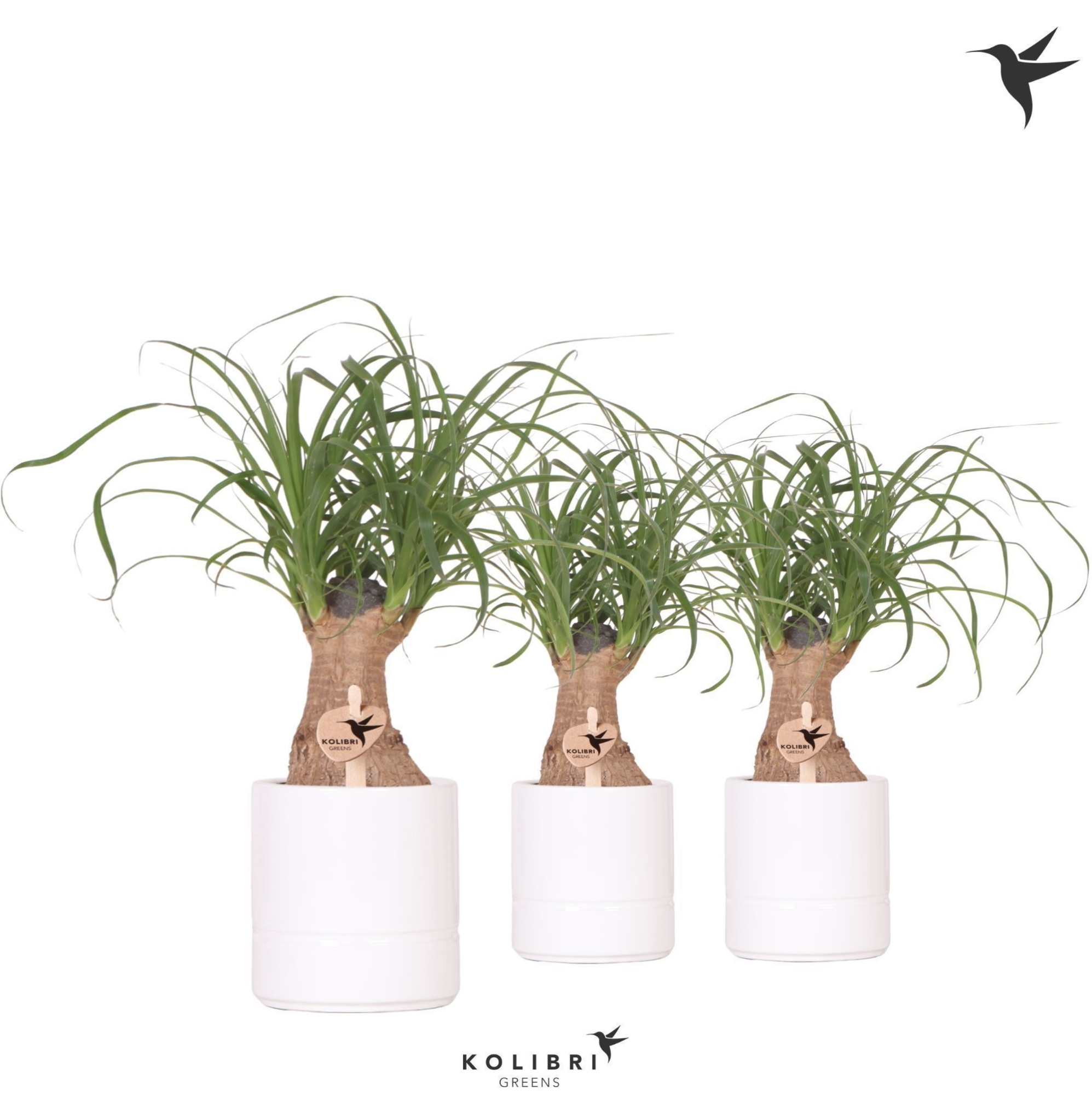 Kolibri Greens Beaucarnea in Pastel pot white, D 9