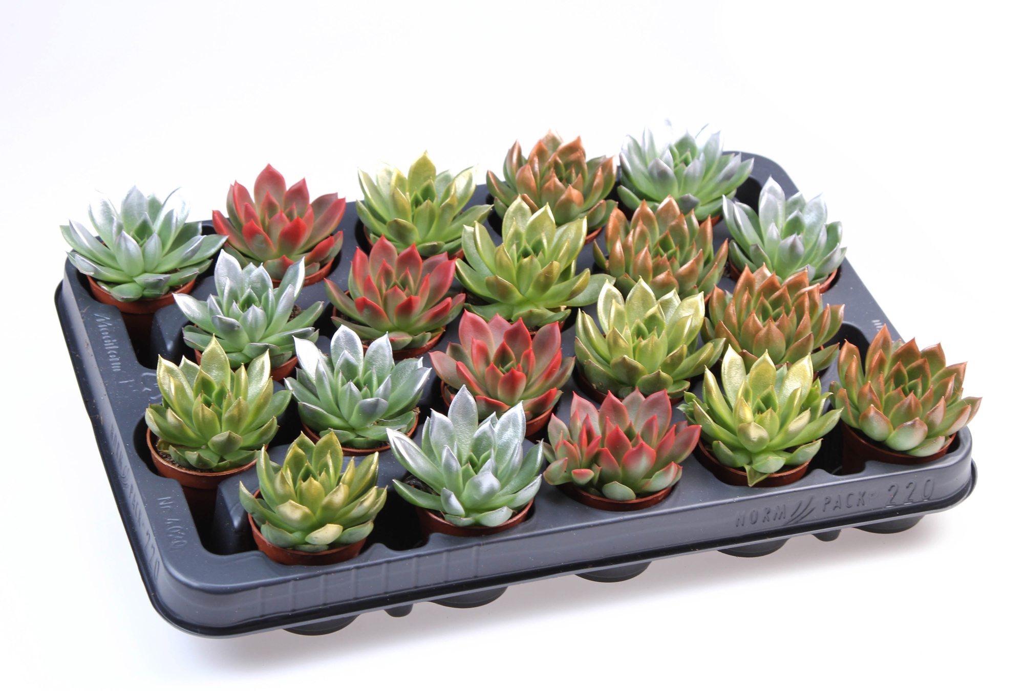 Miranda kerstmix tips, D 5,5