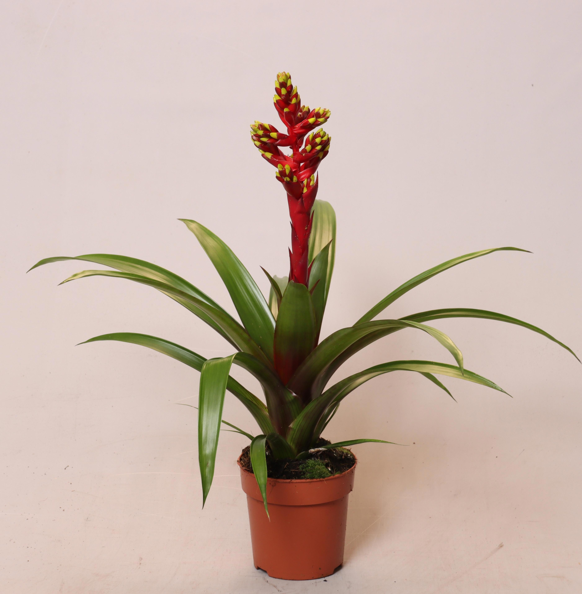 Guzmania Loja, D 12