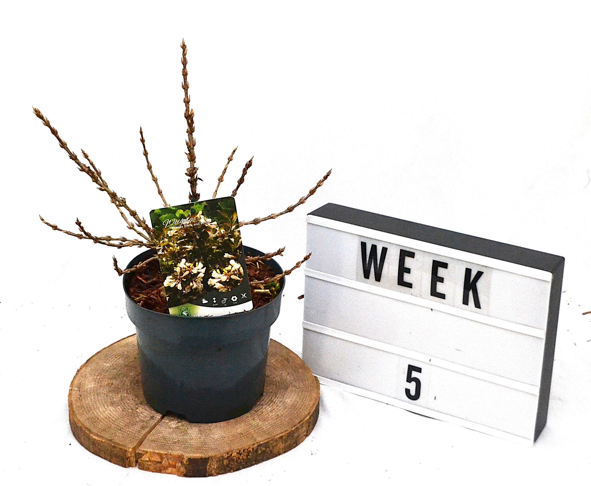 Weigela Black and White C3, D 19