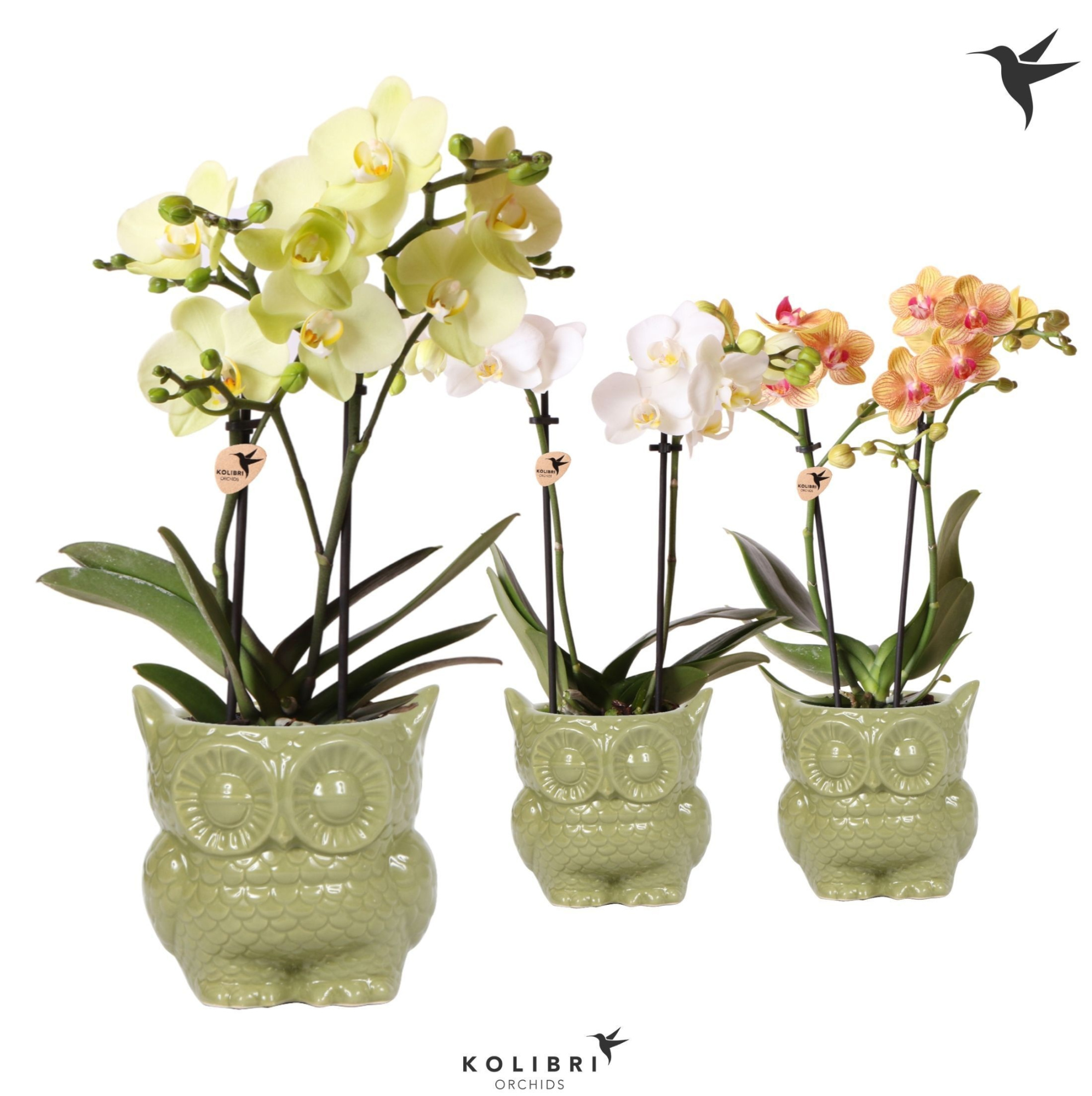 Kolibri Orchids Phalaenopsis mix 2 spike in Owl pot green, D 9