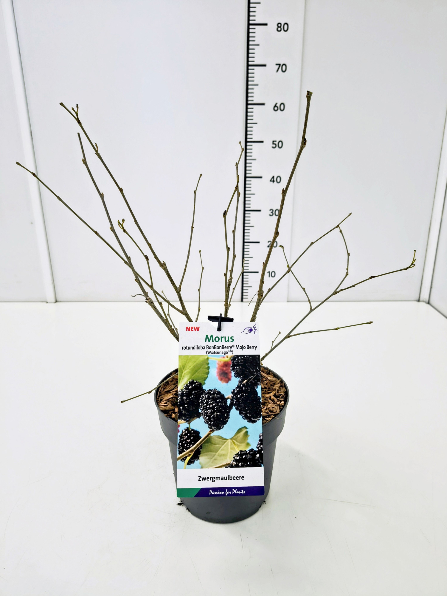 Morus 'Mojo Berry' 40-50C3, D 19