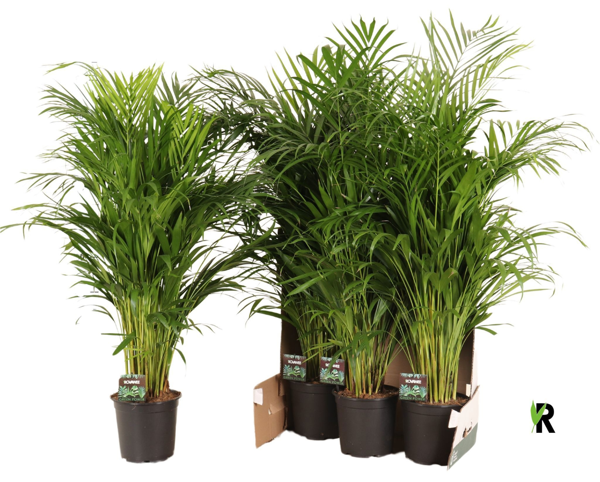 Dypsis lutescens in fust 352, D 19