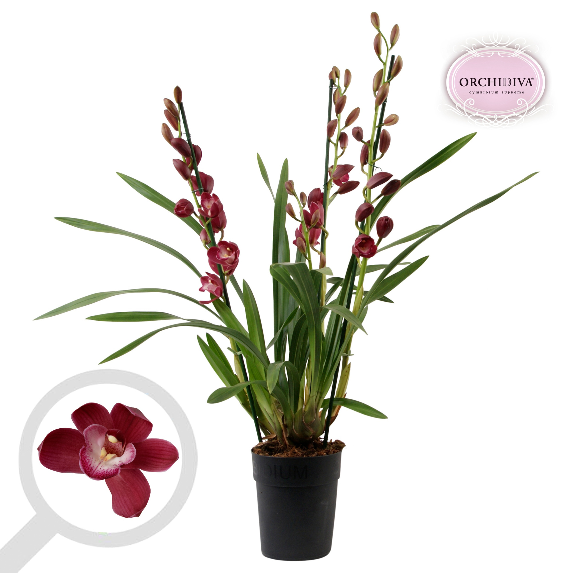 Cymbidium rood 3-4 tak, D 14