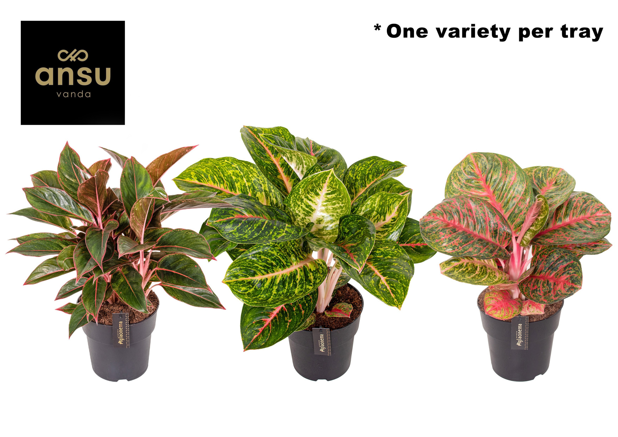 Aglaonema Red Surprise Tray, D 19