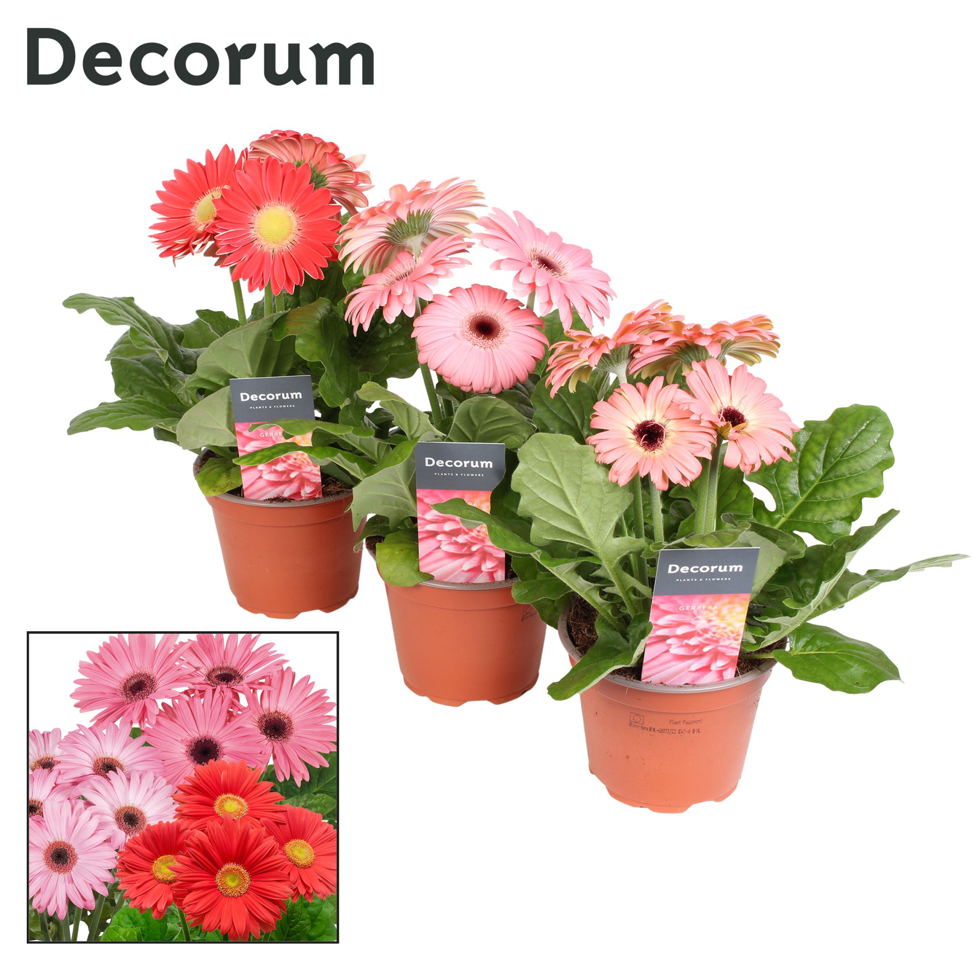 Gerbera 2+ bl. 12cm roze in hoes (diverse kleurtinten) Decorum, D 12