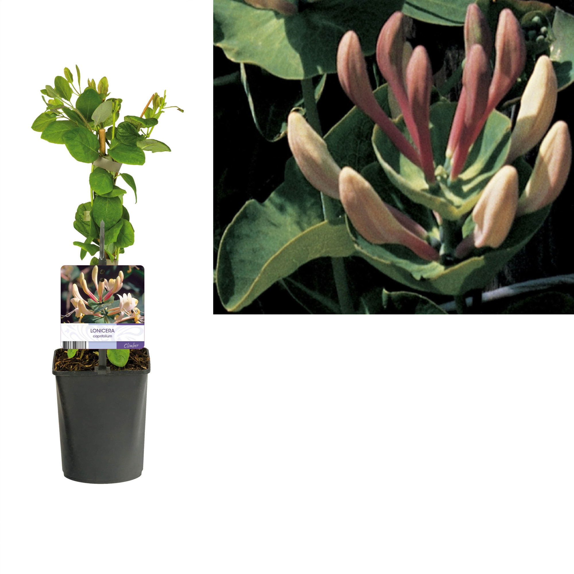 Lonicera caprifolium +light label, D 11