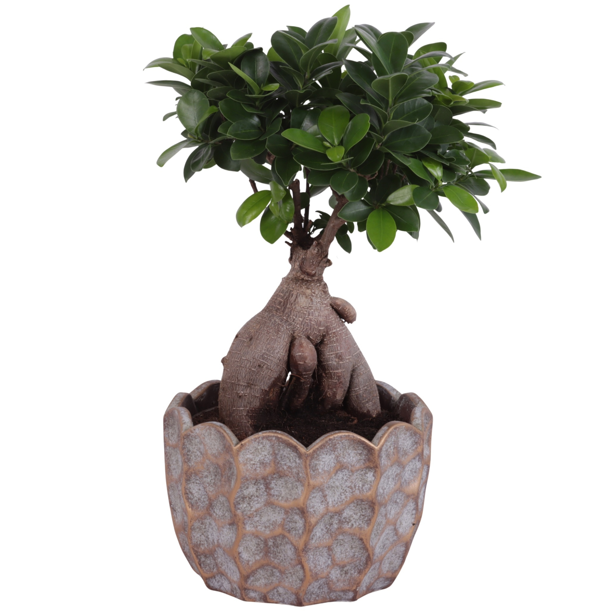 Ficus m. Ginseng Ball Shape Ø18cm in Ø21cm Ceramic PL670, D 21