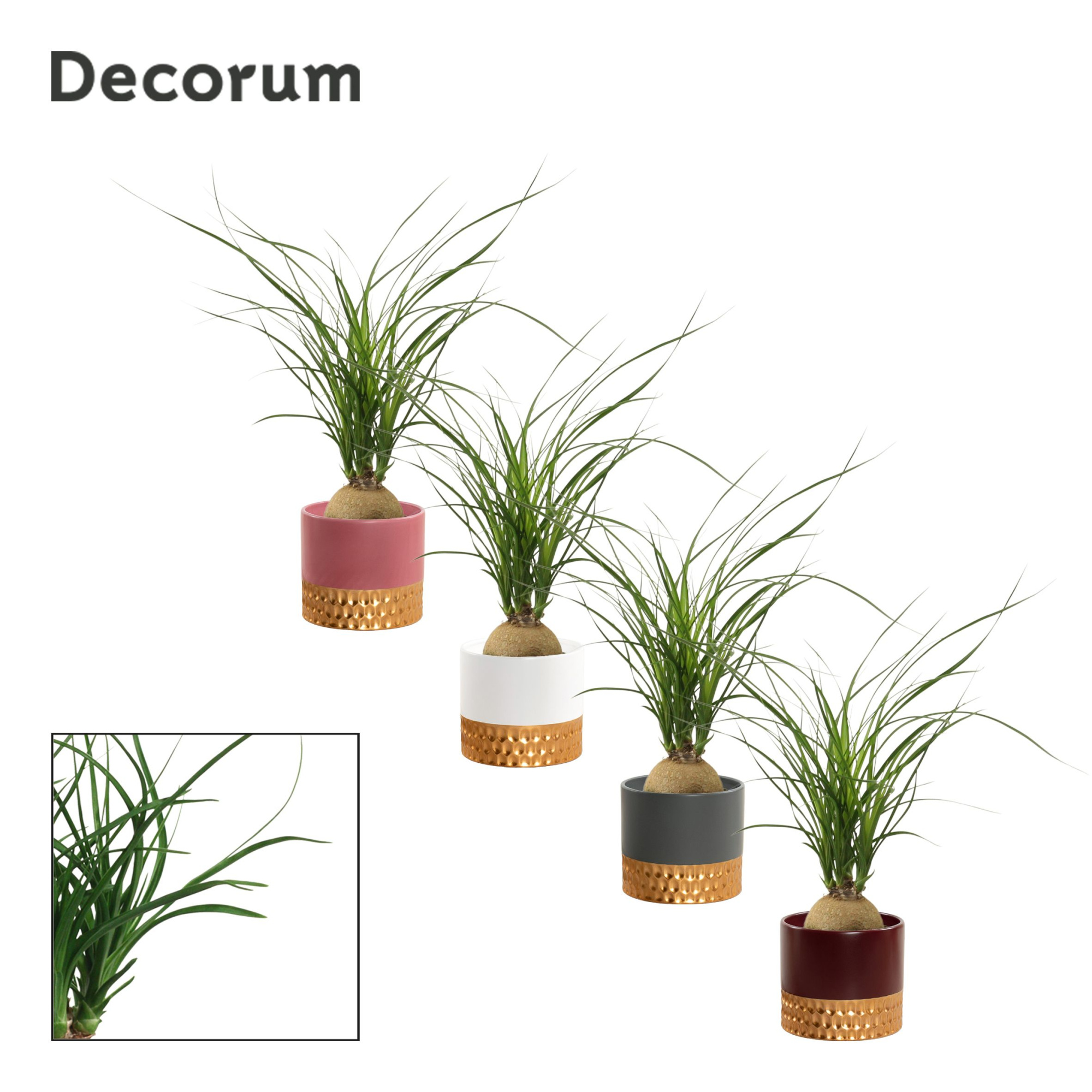 Beaucarnea Bol 9 cm in Frederique (Rich love-collection), D 9