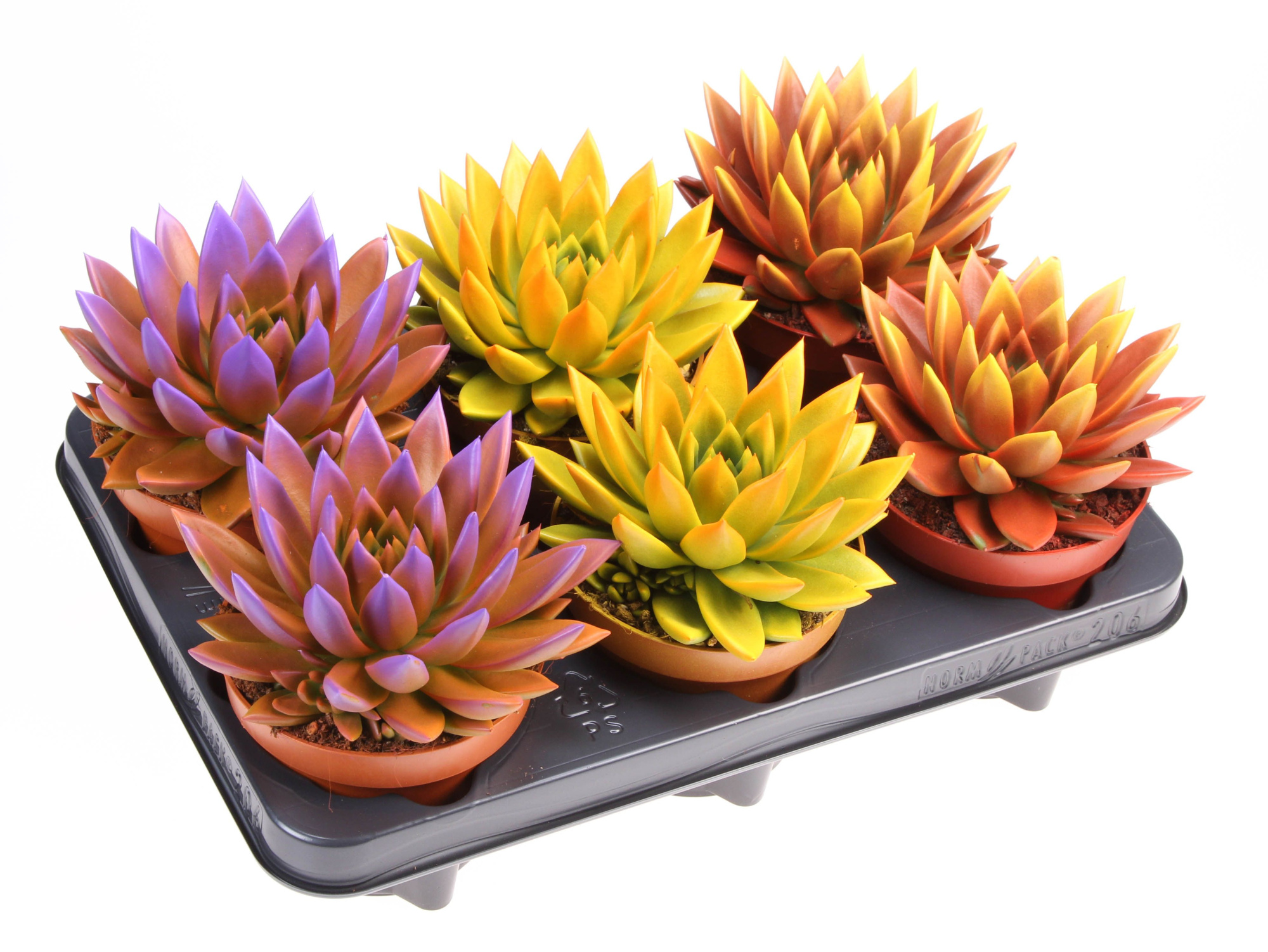 Rainbow bicolor, D 12