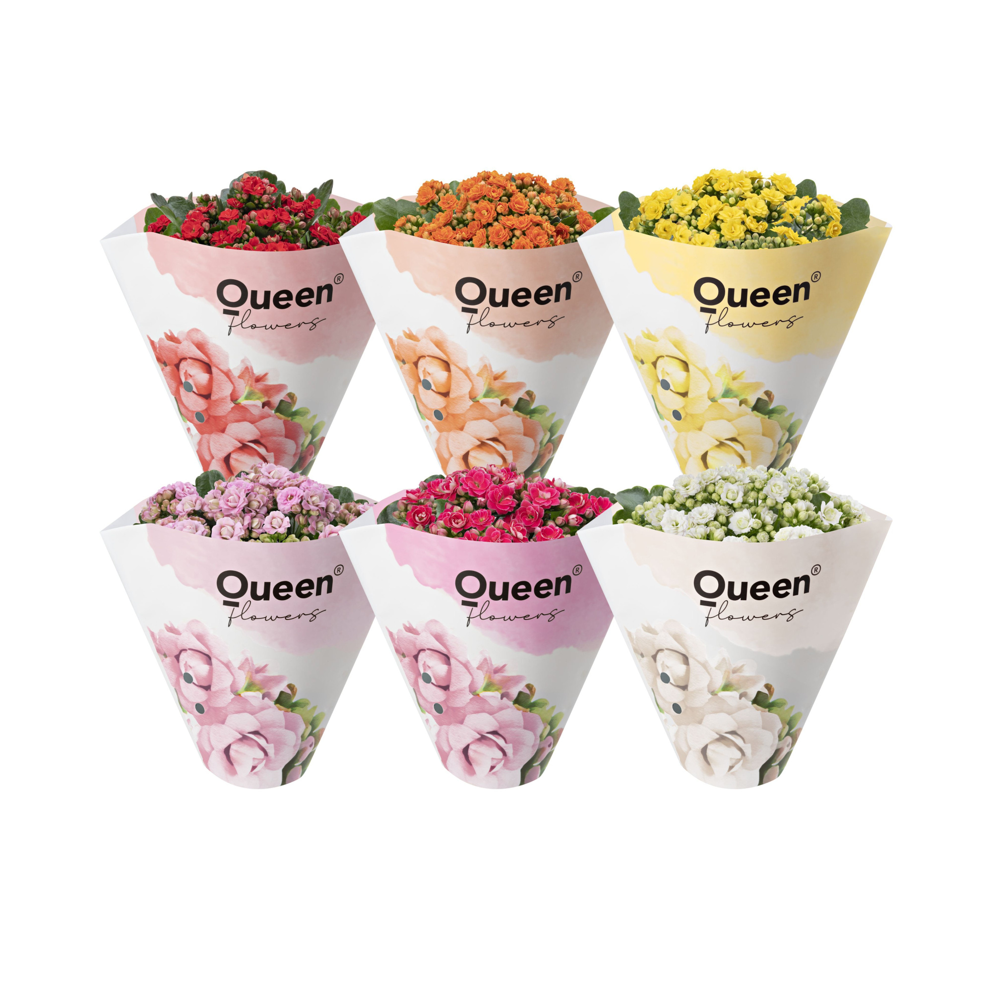 KALANCHOE ARTS-HYBRID 'ROSEFLOWER MIX', D 11