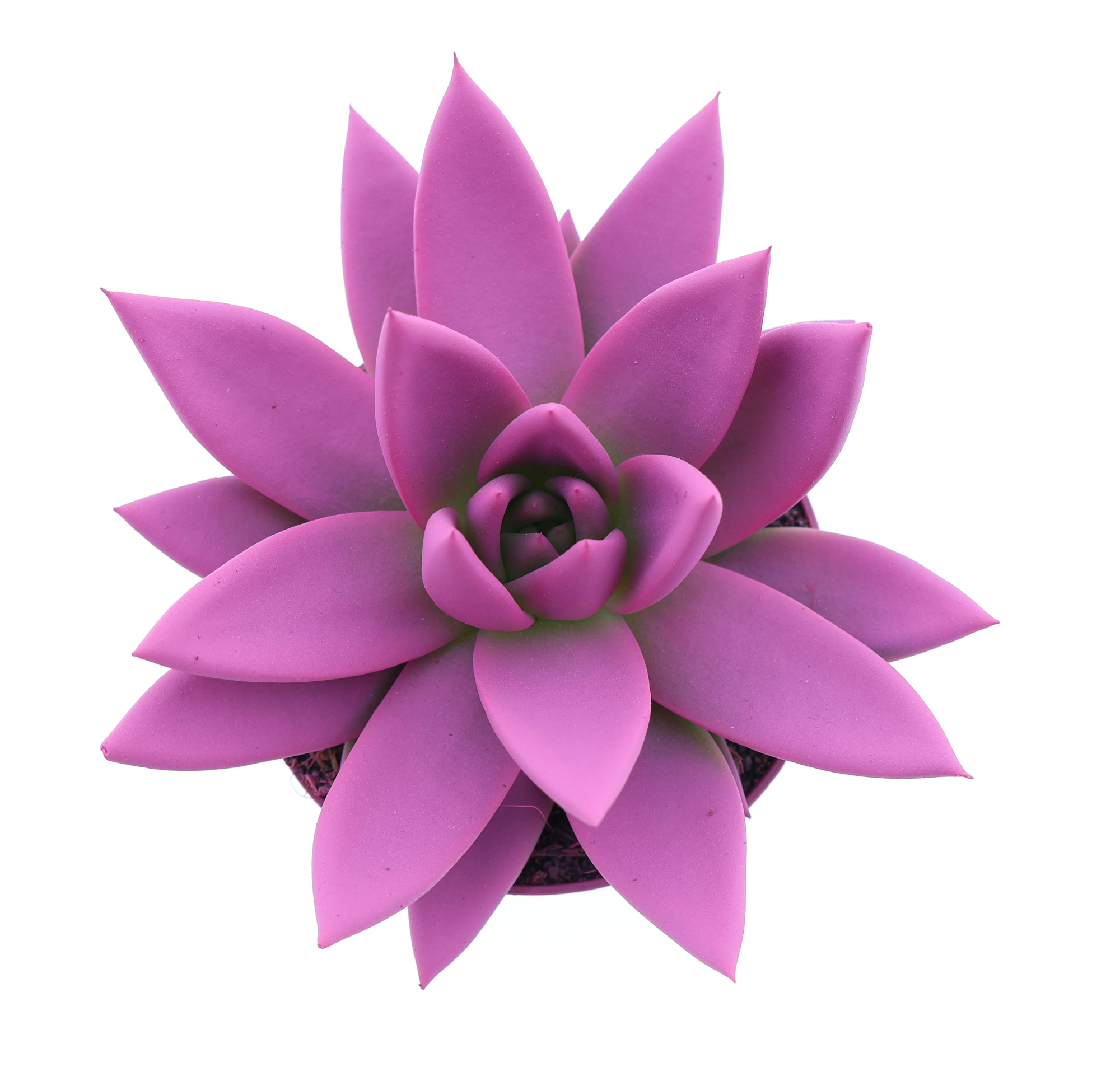 Rainbow cerise 246, D 8,5