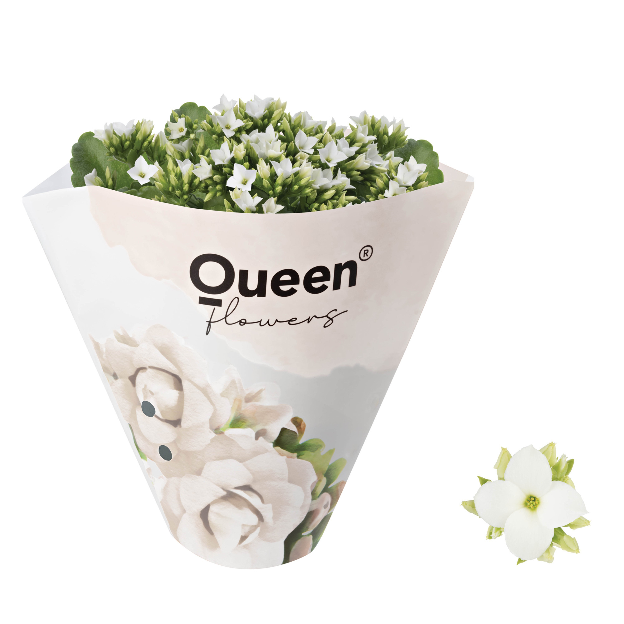 KALANCHOE ARTS-HYBRID 'WHITE ORIGINAL', D 11