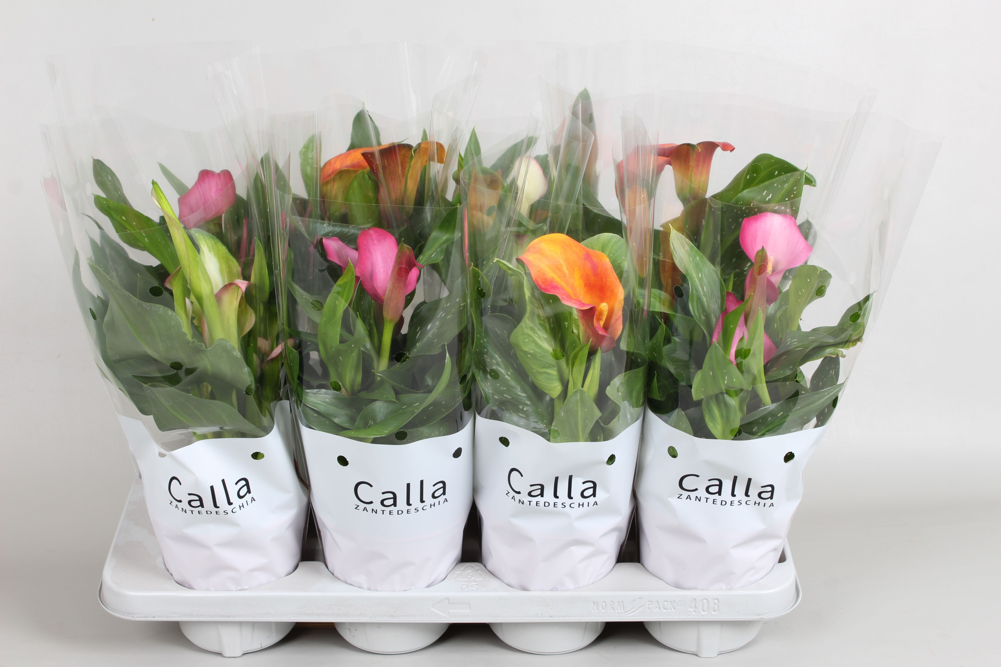 Zantedeschia gemengd Castlemix, D 13