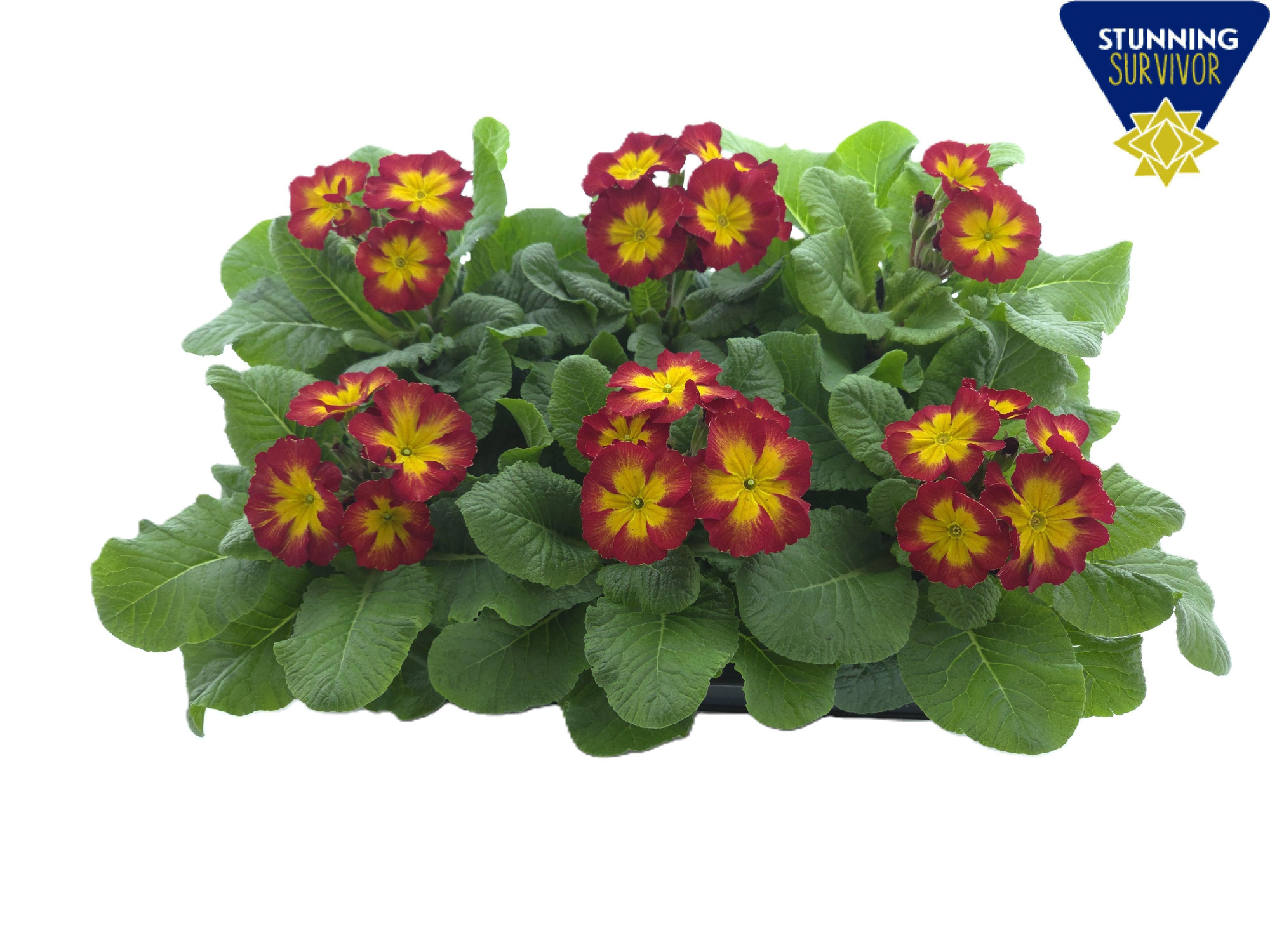 Primula elatior Perola yellow red bicolor P12, D 12