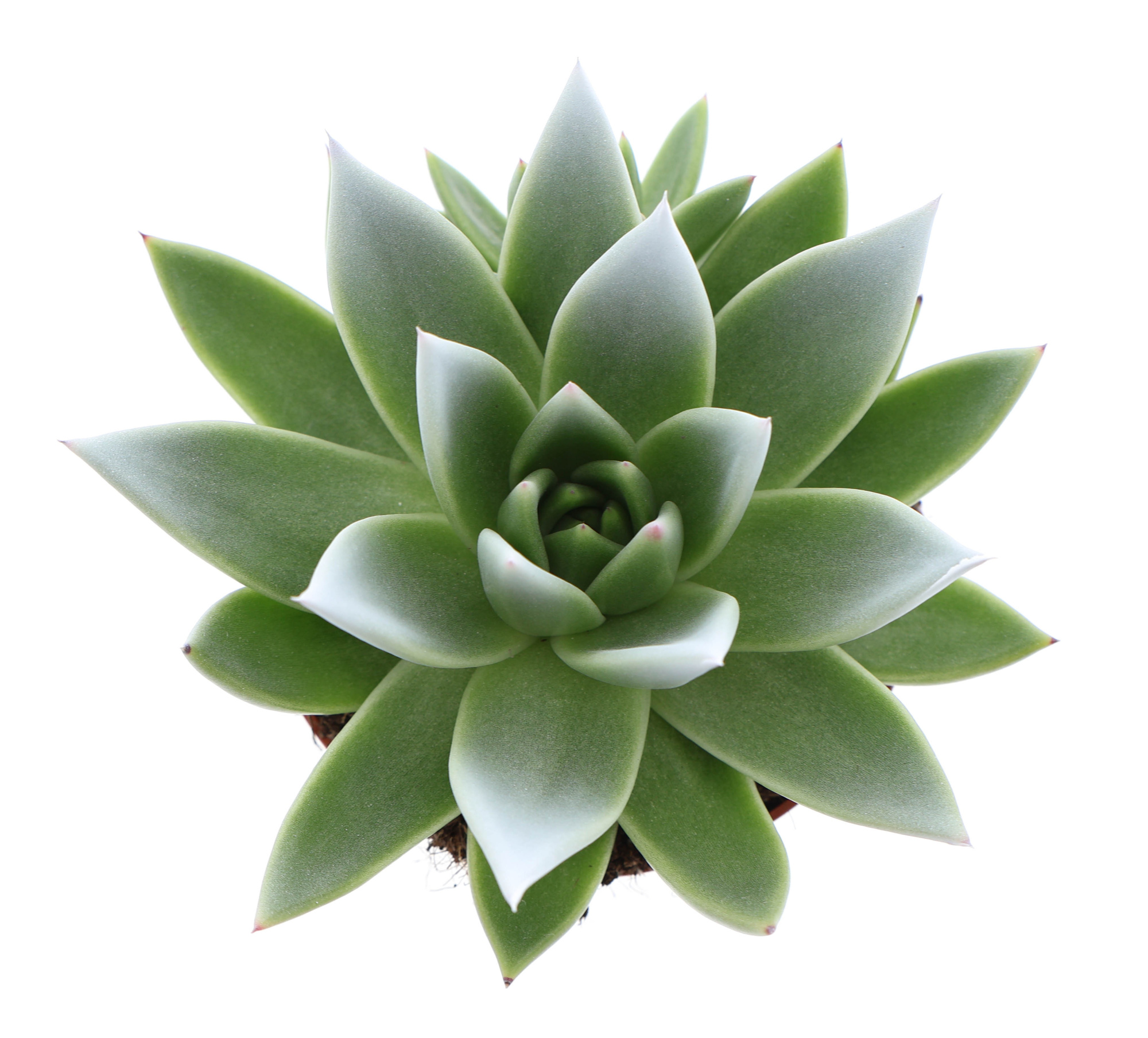 Miranda tips white, D 10,5