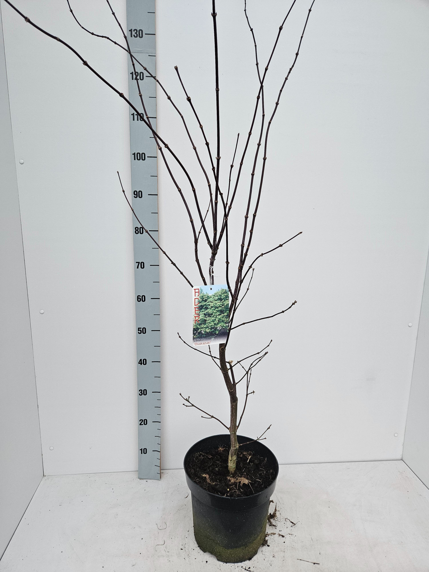 Acer palmatum 'Osakazuki', D 26
