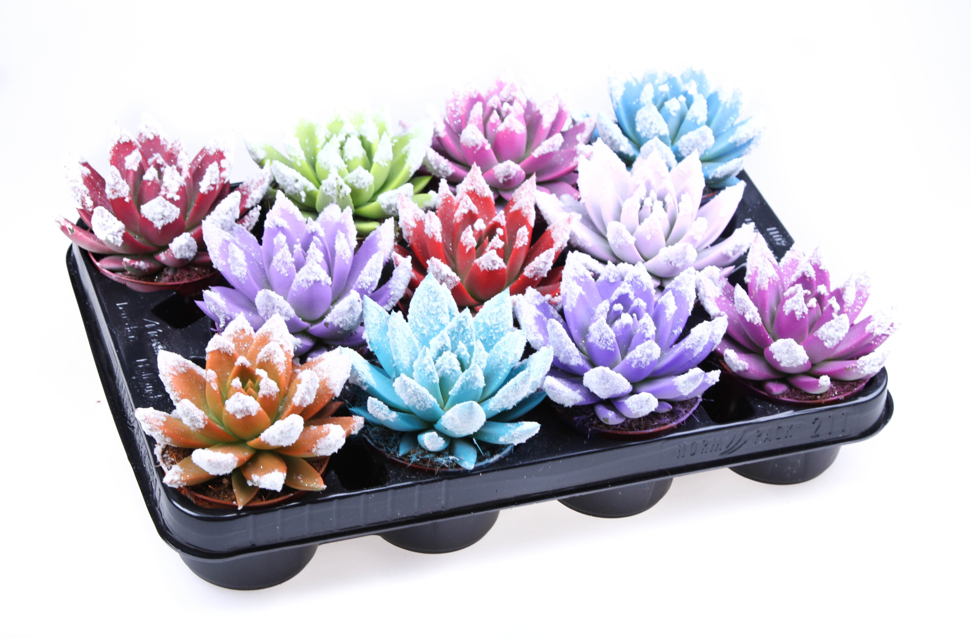 Rainbow bio snowtips, D 8,5